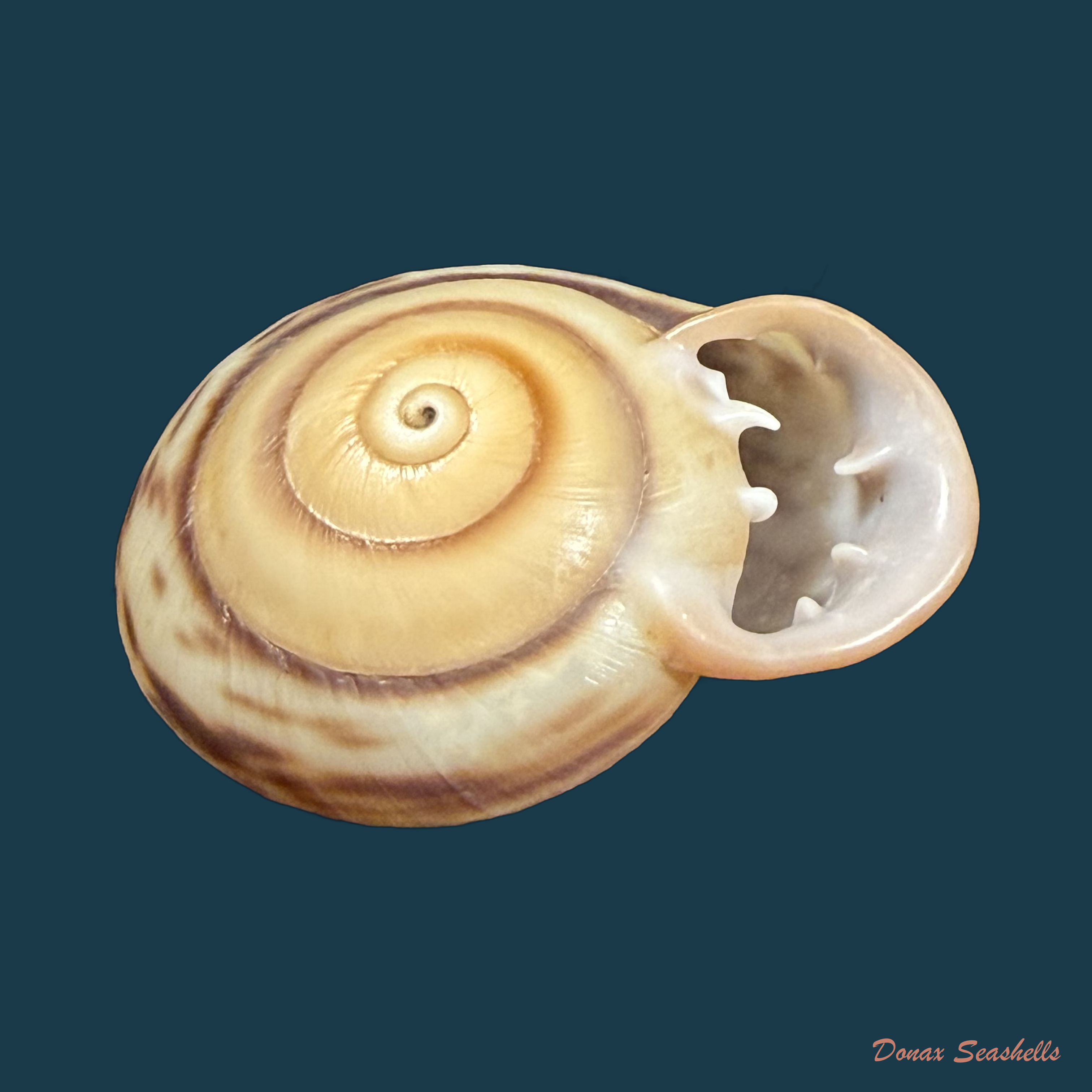 Anostoma depressum (Lamarck, 1822) - 38,1mm
