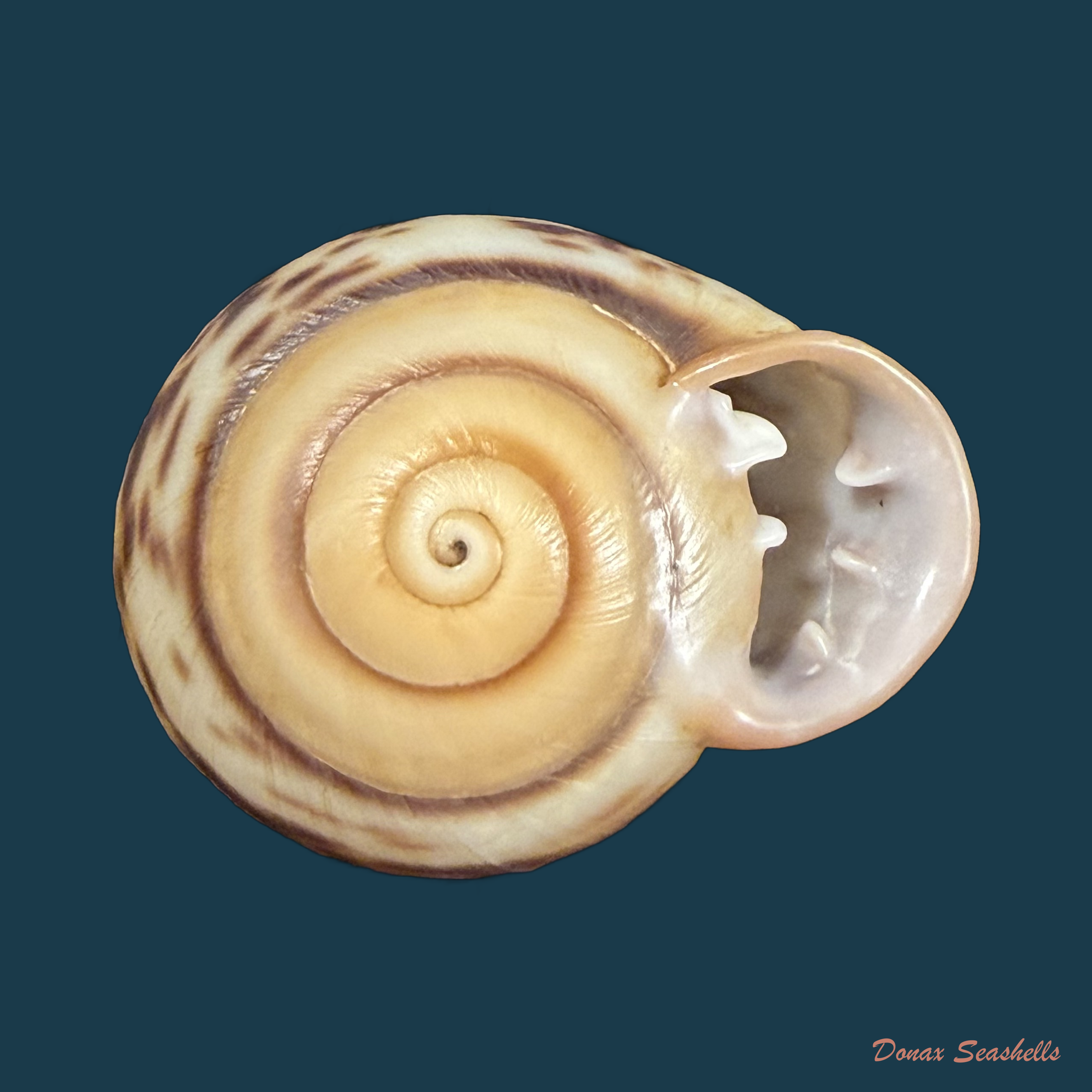 Anostoma depressum (Lamarck, 1822) - 38,1mm