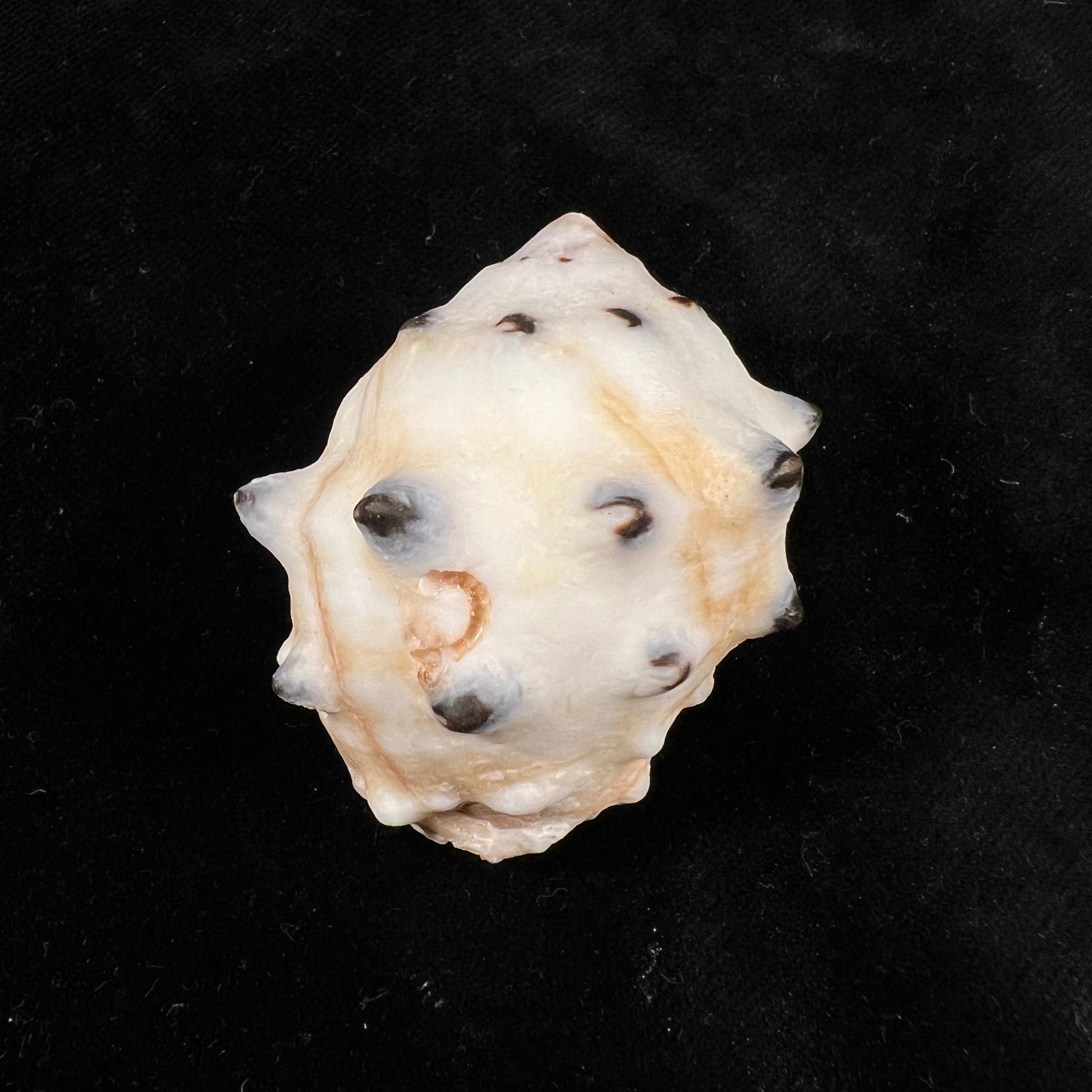 Menathais bimaculata (乔纳斯, 1845) - 48,6mm