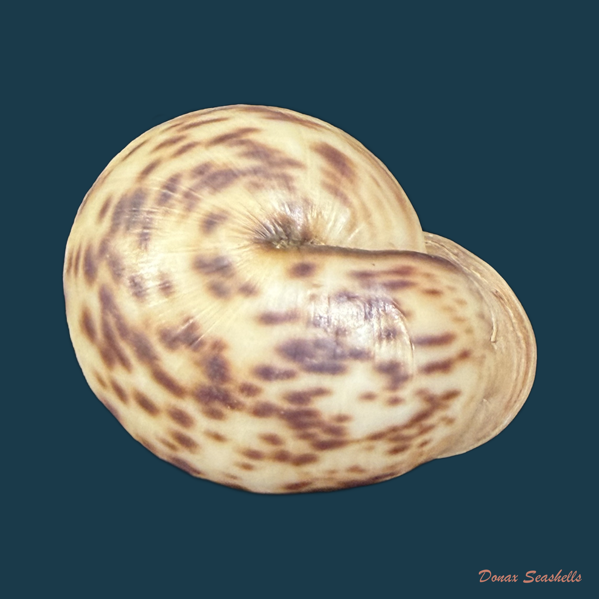 Anostoma depressum (Lamarck, 1822) - 38,1mm