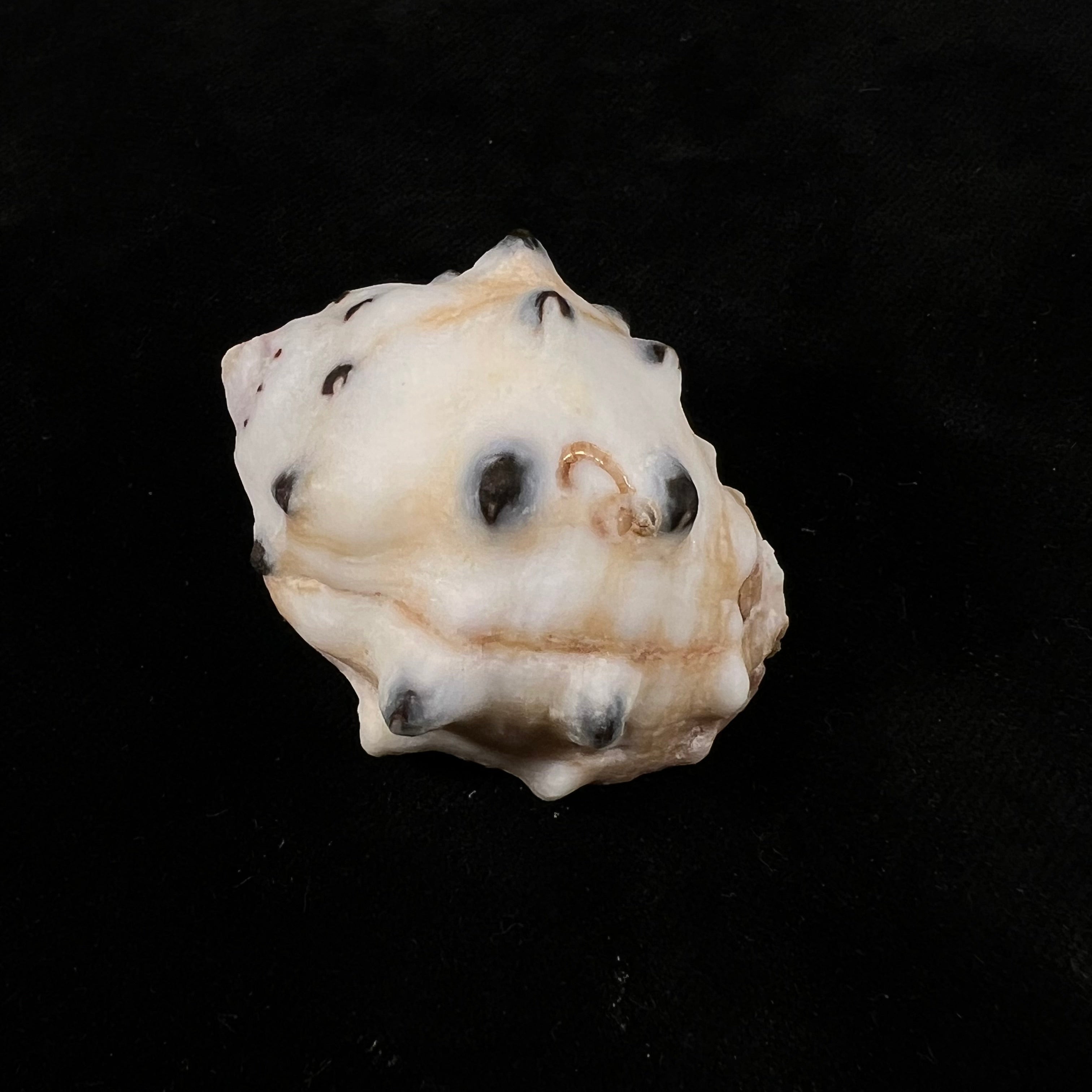 Menathais bimaculata (乔纳斯, 1845) - 48,6mm