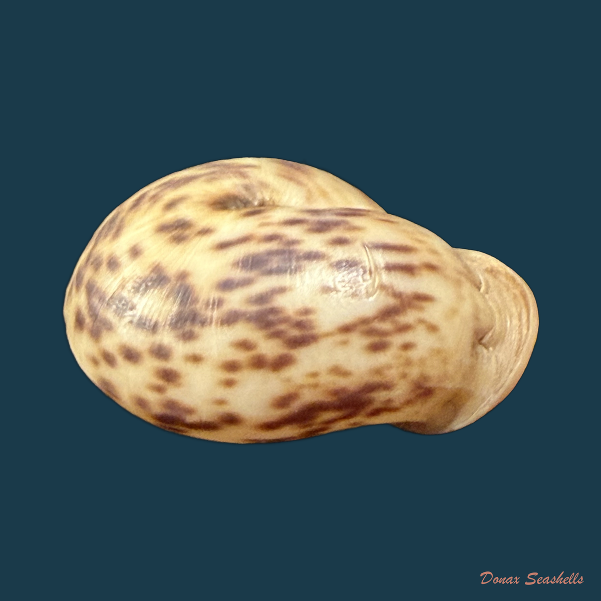 Anostoma depressum (Lamarck, 1822) - 38,1mm