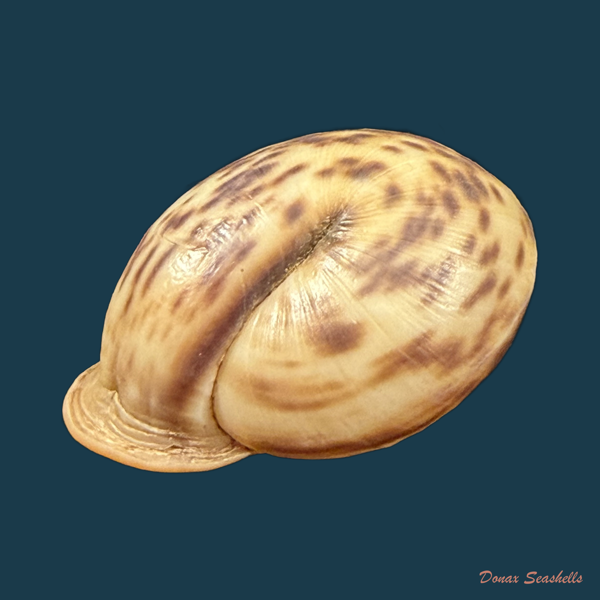 Anostoma depressum (Lamarck, 1822) - 38,1mm