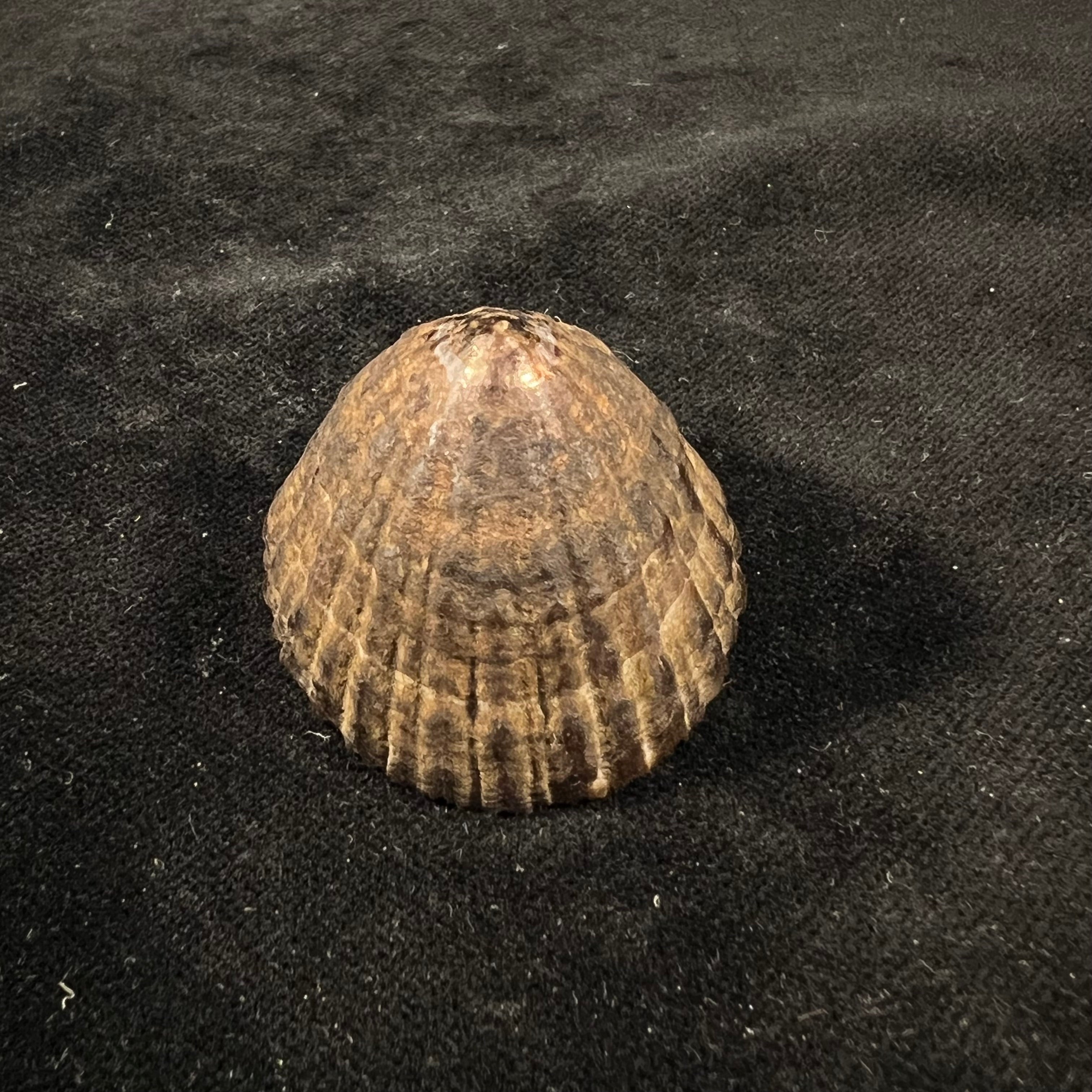 Nacella magellanica (Gmelin, 1791) - 47,5mm