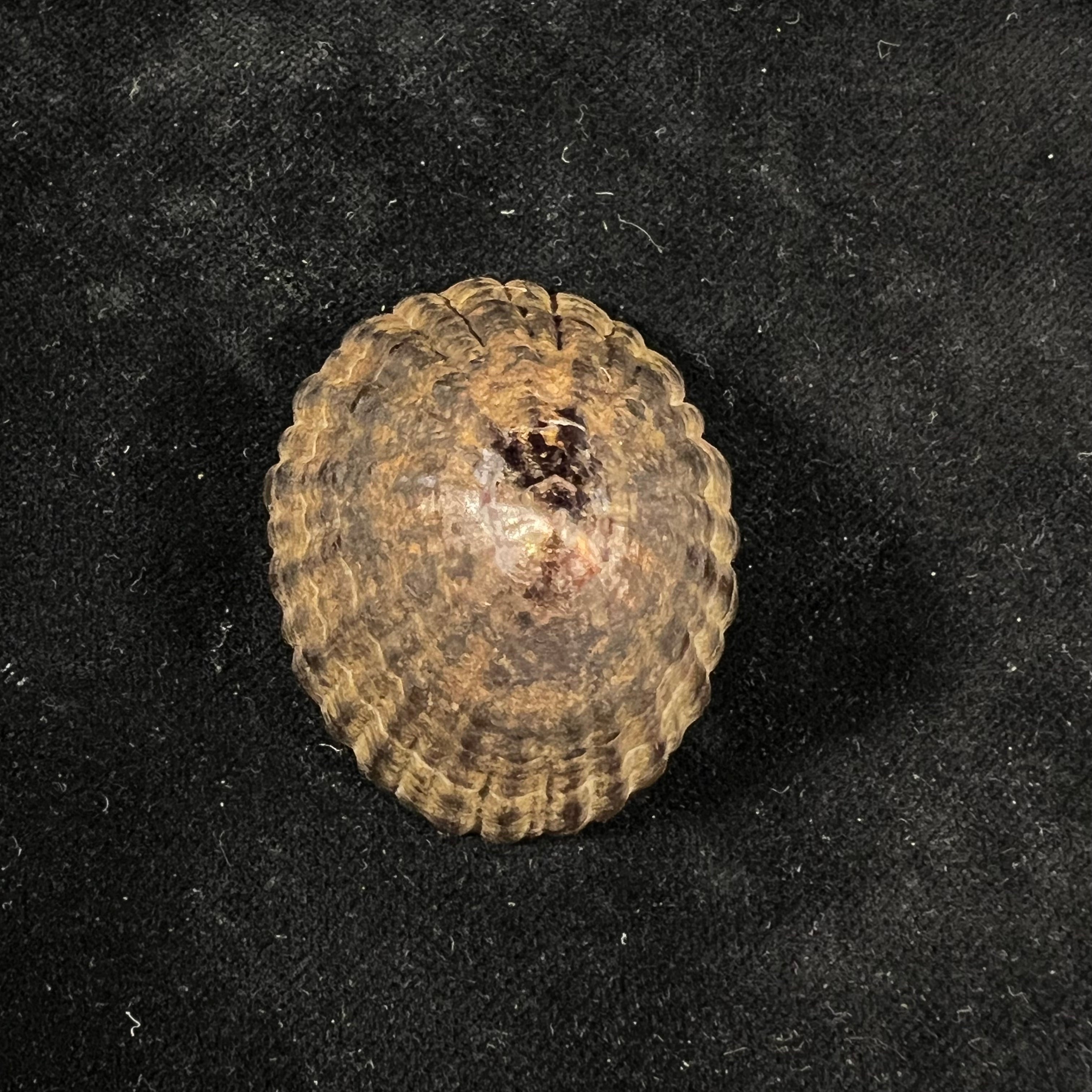 Nacella magellanica (Gmelin, 1791) - 47,5mm