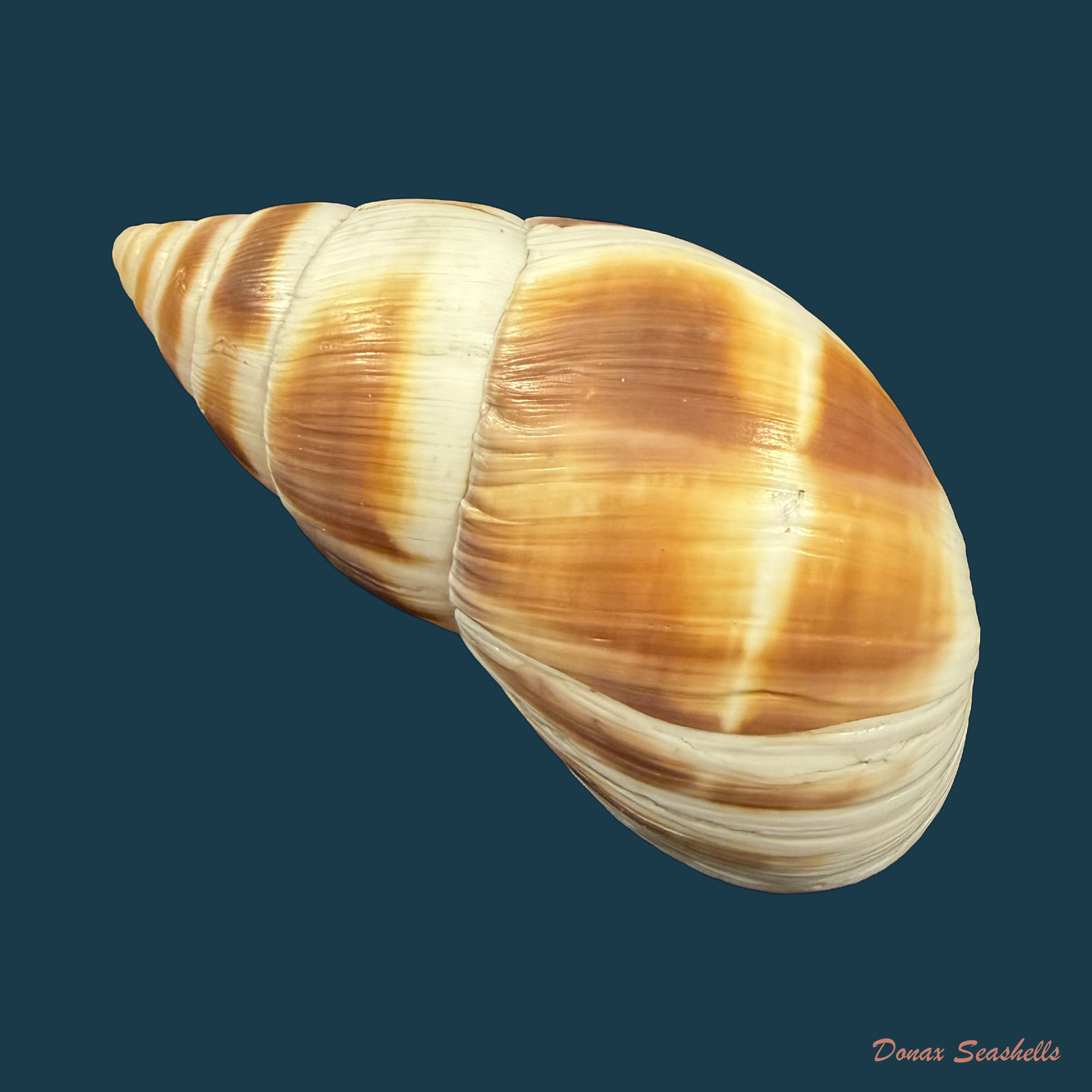 Leucotaenius favannii (Lamarck, 1822) - 66,4mm