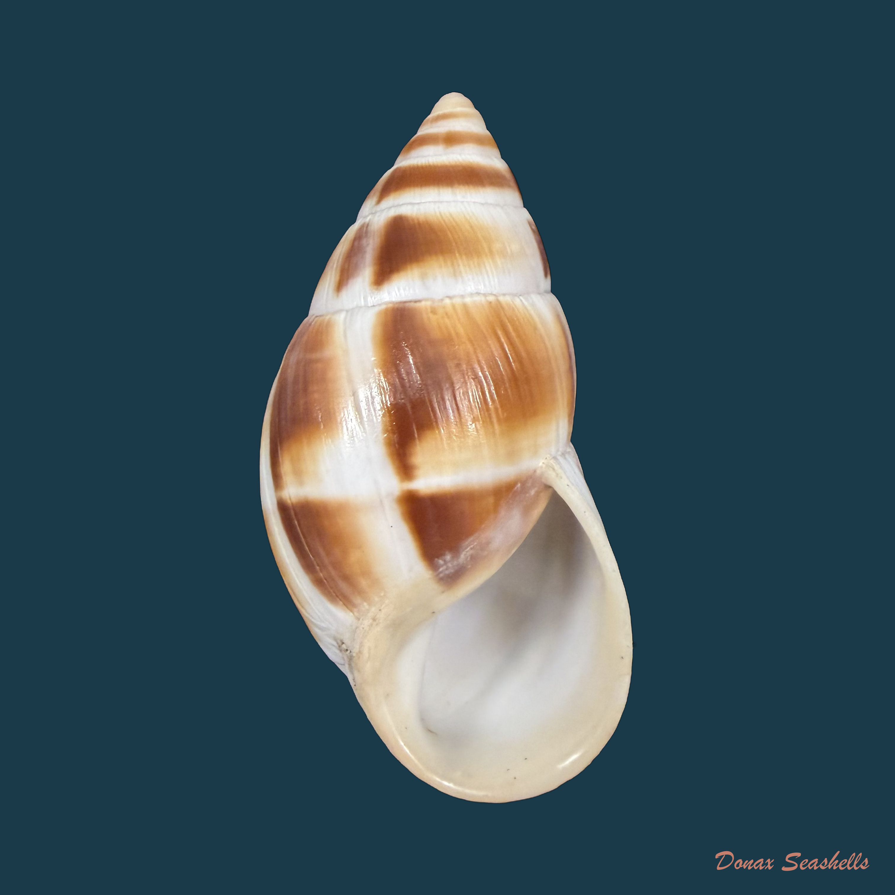 Leucotaenius favannii (Lamarck, 1822) - 66,4mm