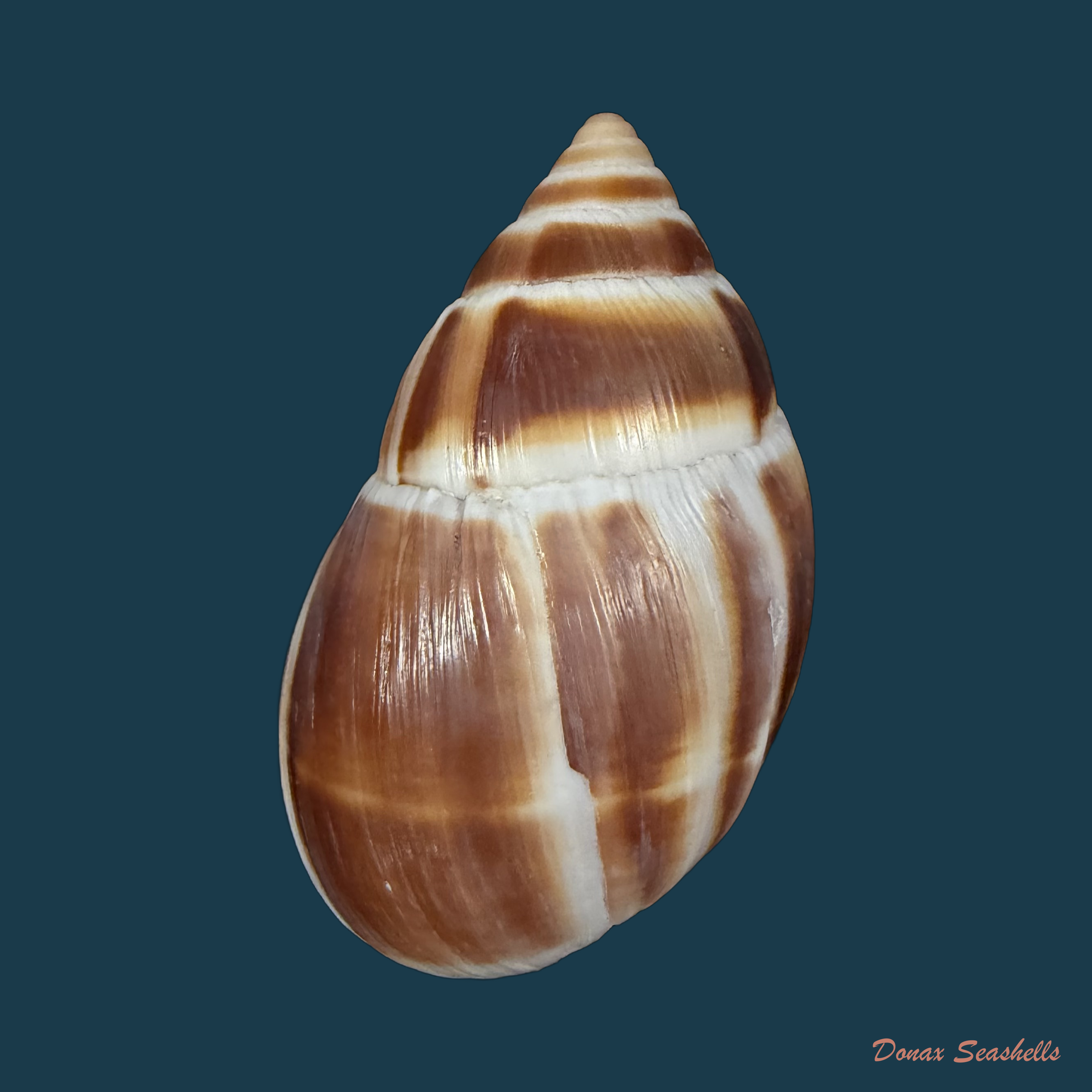 Leucotaenius favannii (Lamarck, 1822) - 60mm