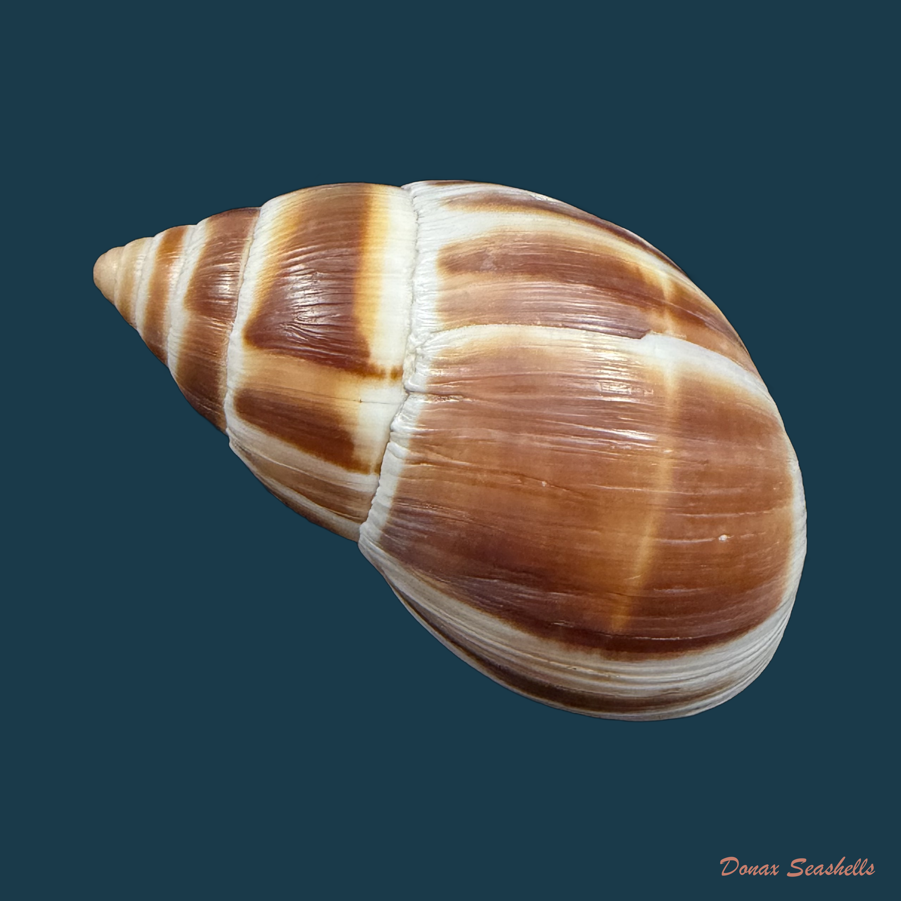 Leucotaenius favannii (Lamarck, 1822) - 60mm