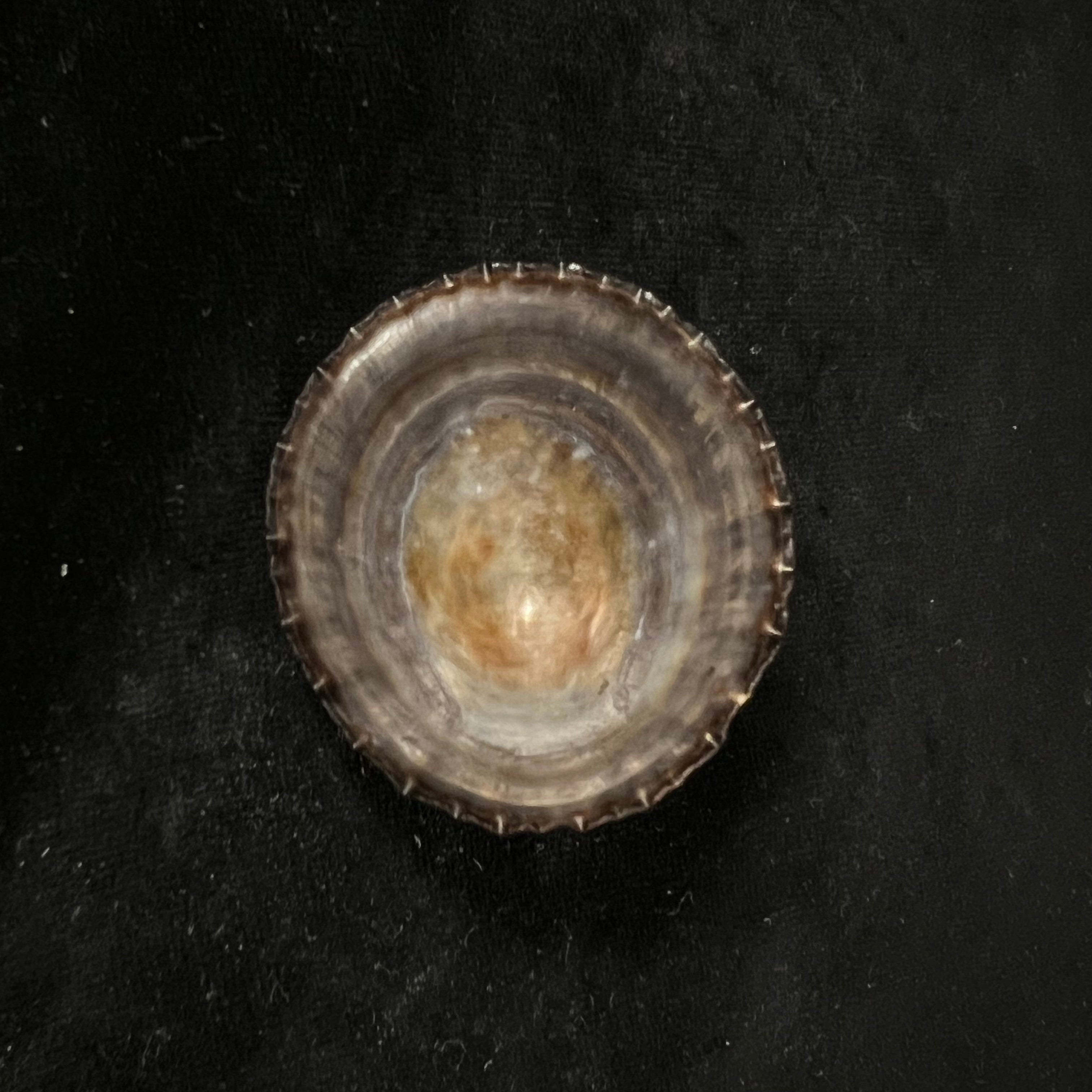 Nacella magellanica (Gmelin, 1791) - 46,4mm