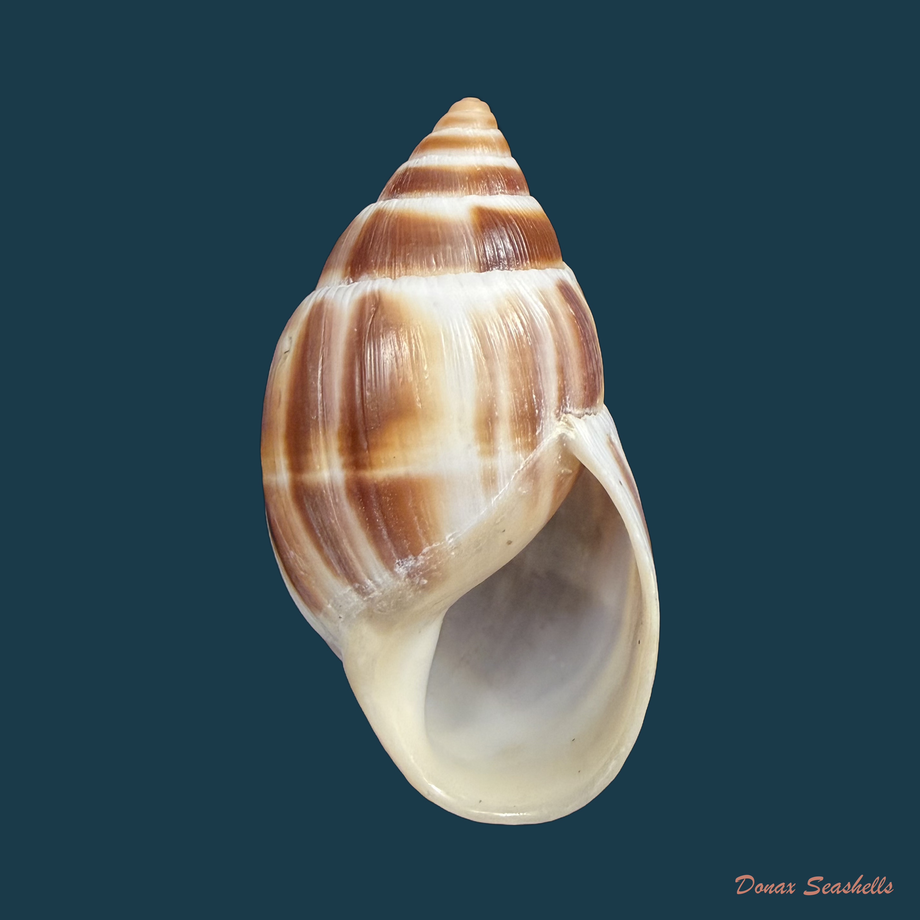 Leucotaenius favannii (Lamarck, 1822) - 60mm