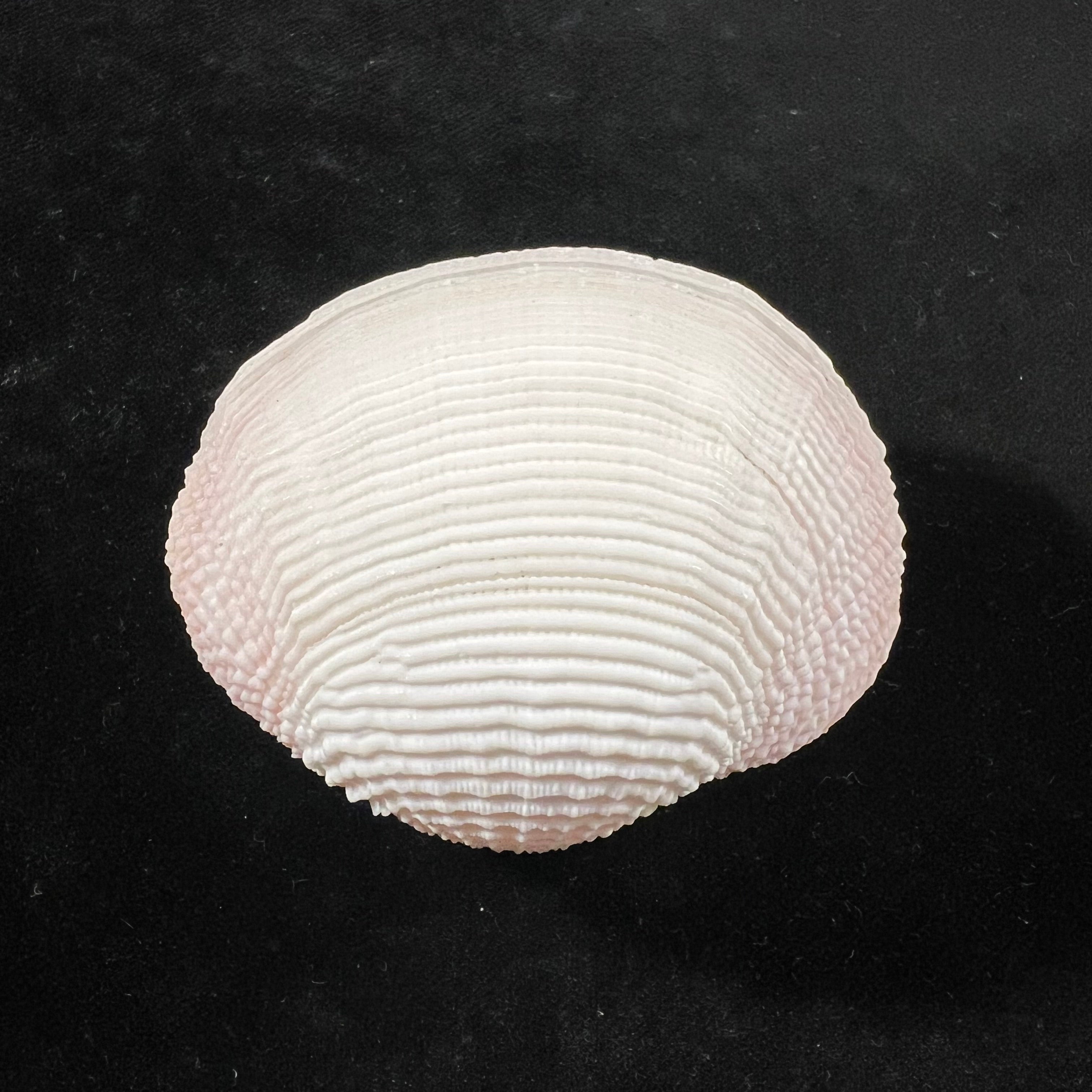 Fimbria fimbriata (Linnaeus, 1758) - 69,8mm