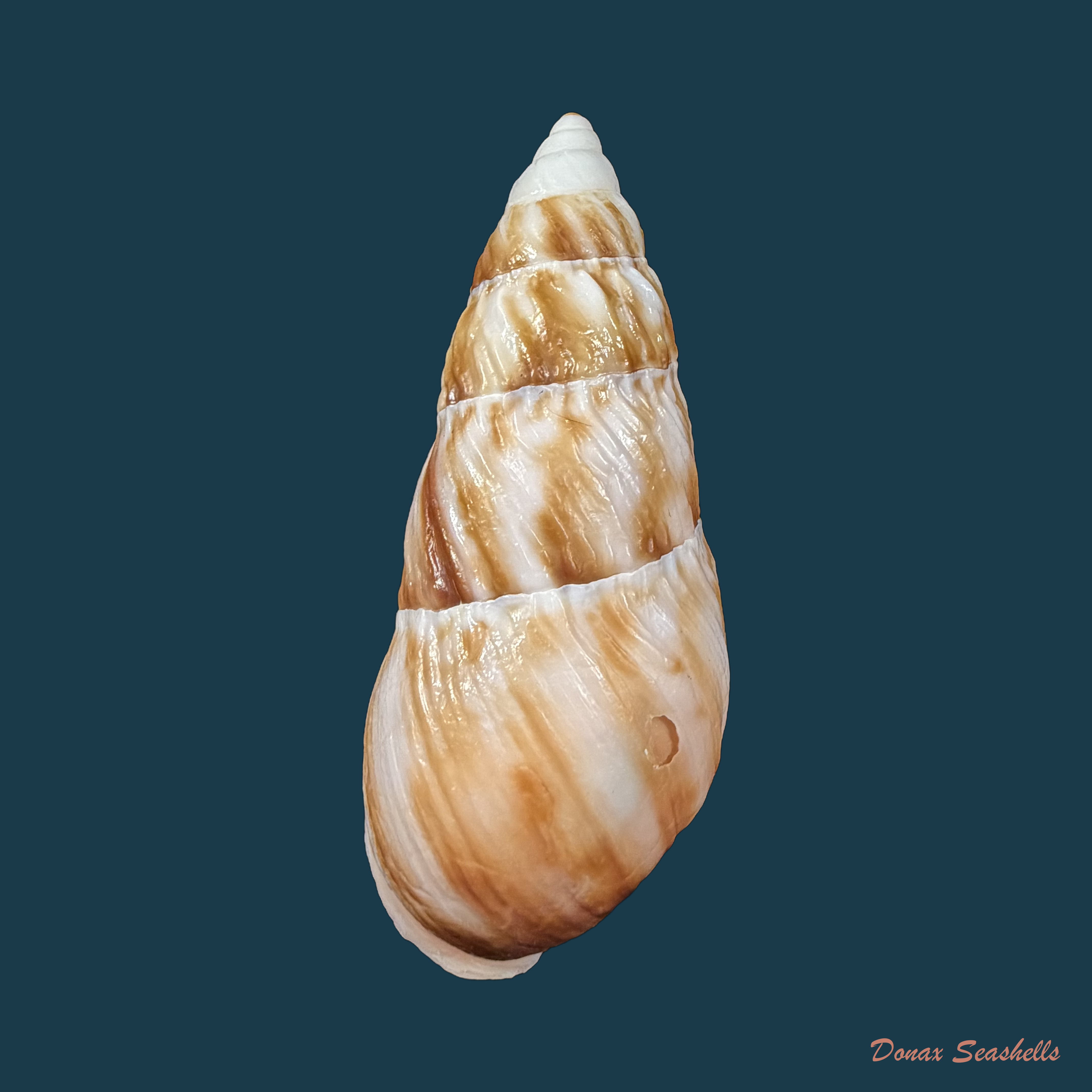 Pseudachatina downesii (G. B. Sowerby I, 1838) - 82,8mm