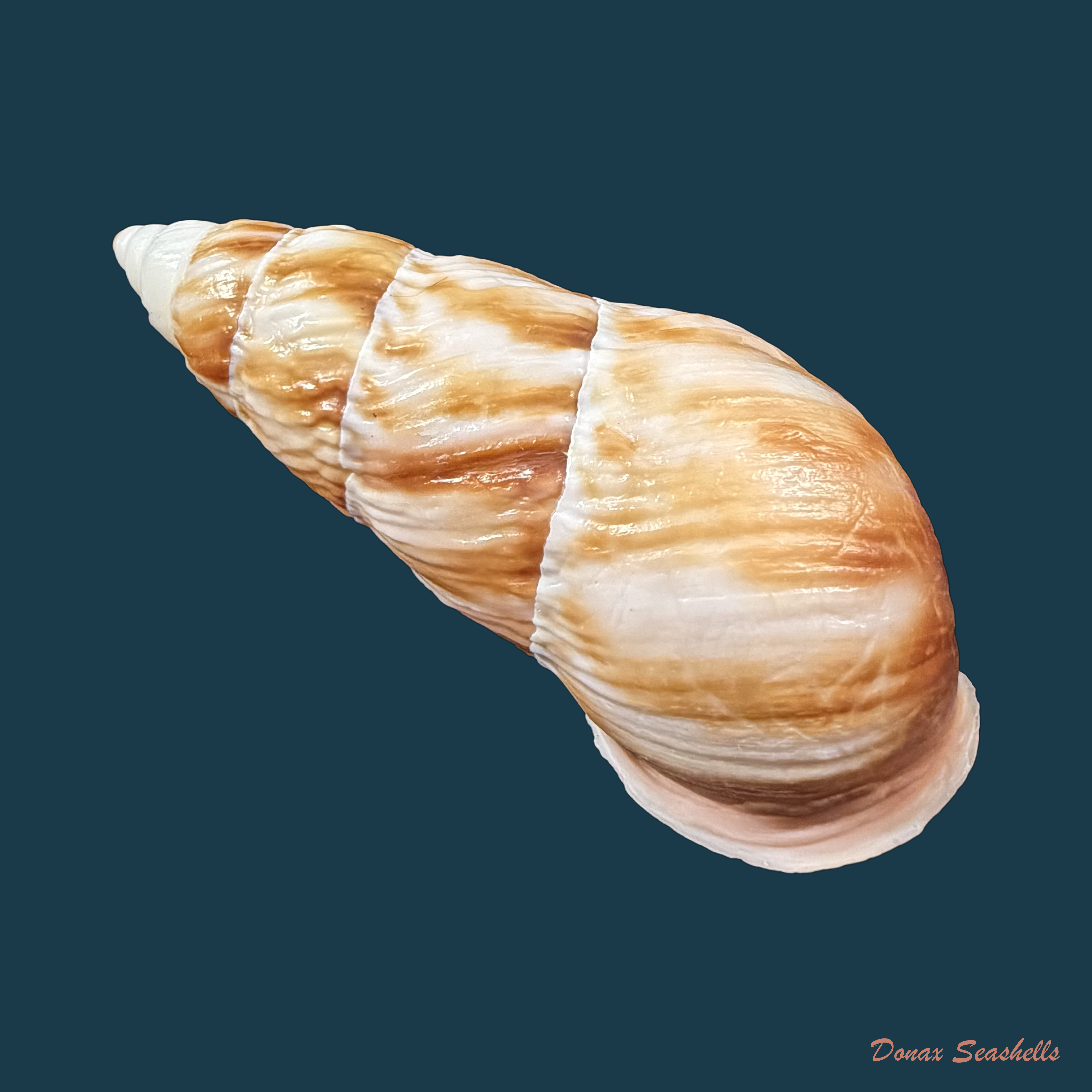 Pseudachatina downesii (G. B. Sowerby I, 1838) - 82,8mm