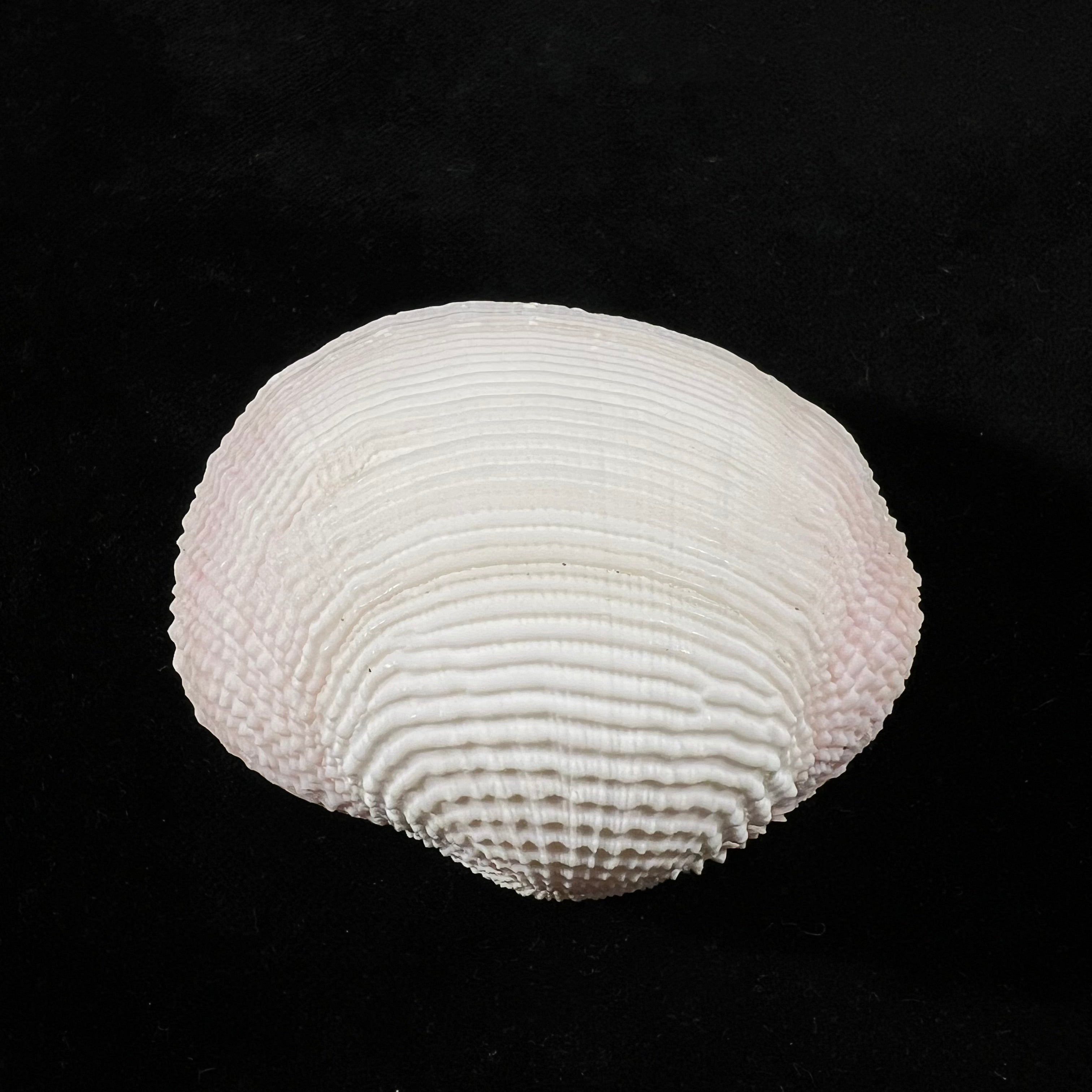 Fimbria fimbriata (Linnaeus, 1758) - 69,8mm