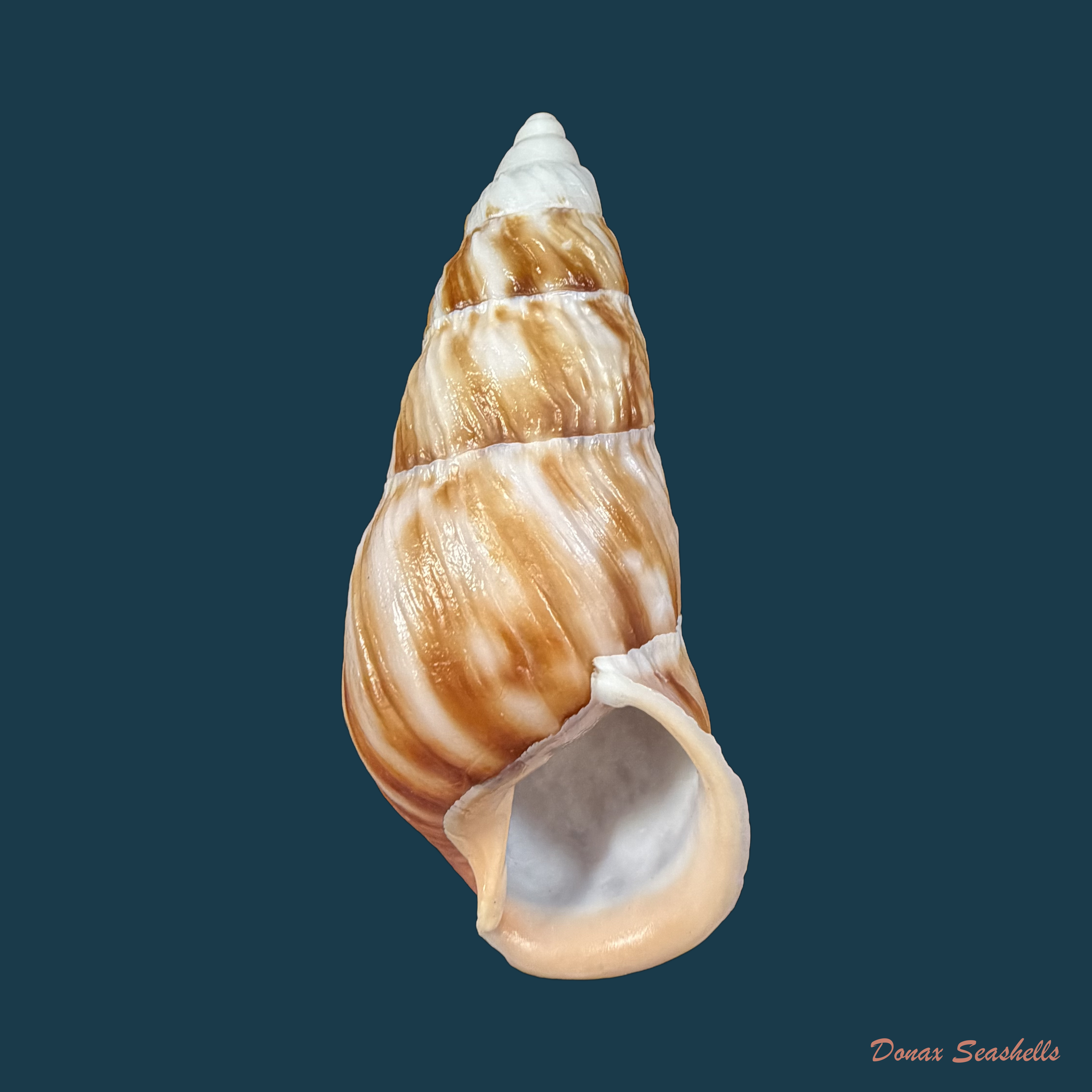 Pseudachatina downesii (G. B. Sowerby I, 1838) - 82,8mm