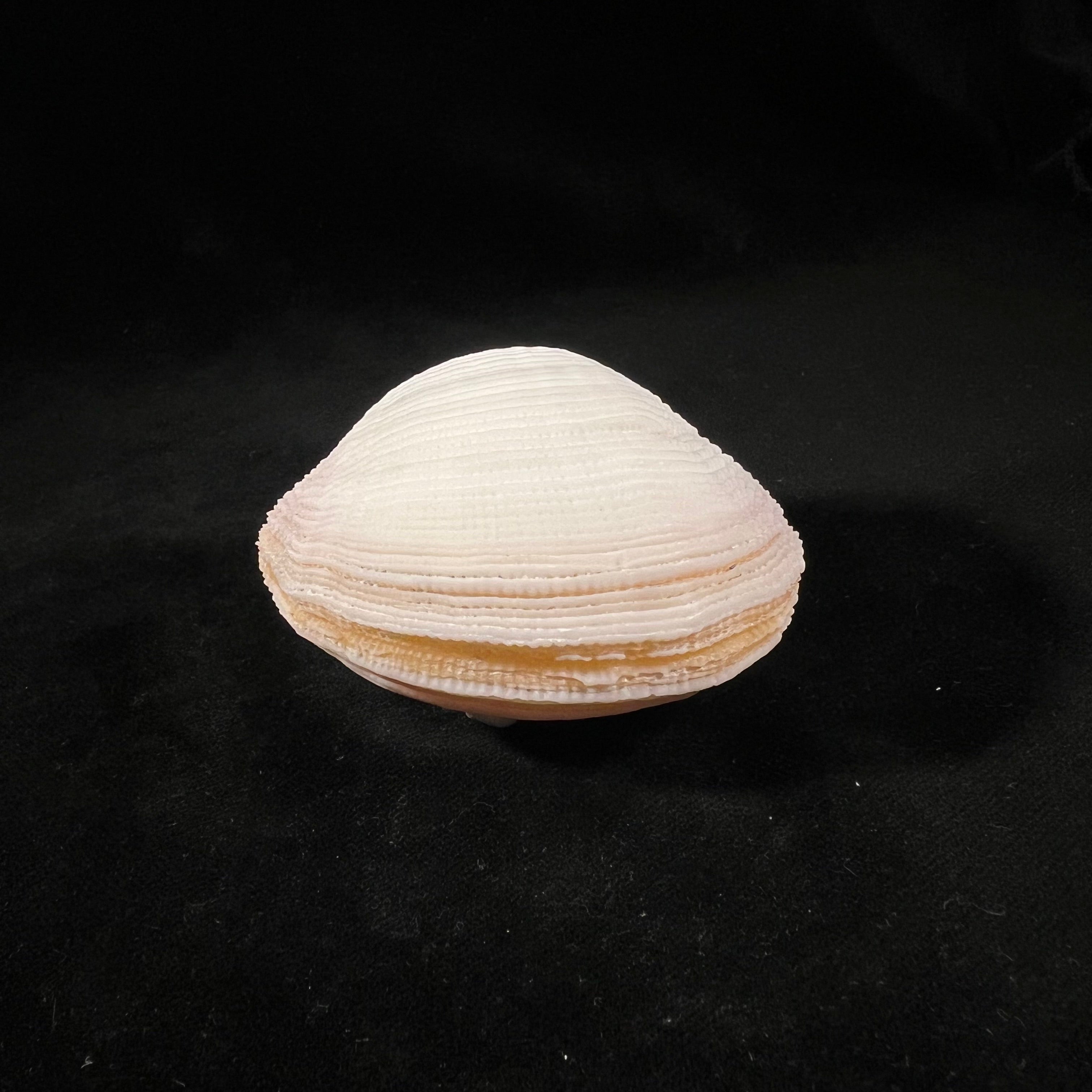 Fimbria fimbriata (Linnaeus, 1758) - 69,8mm