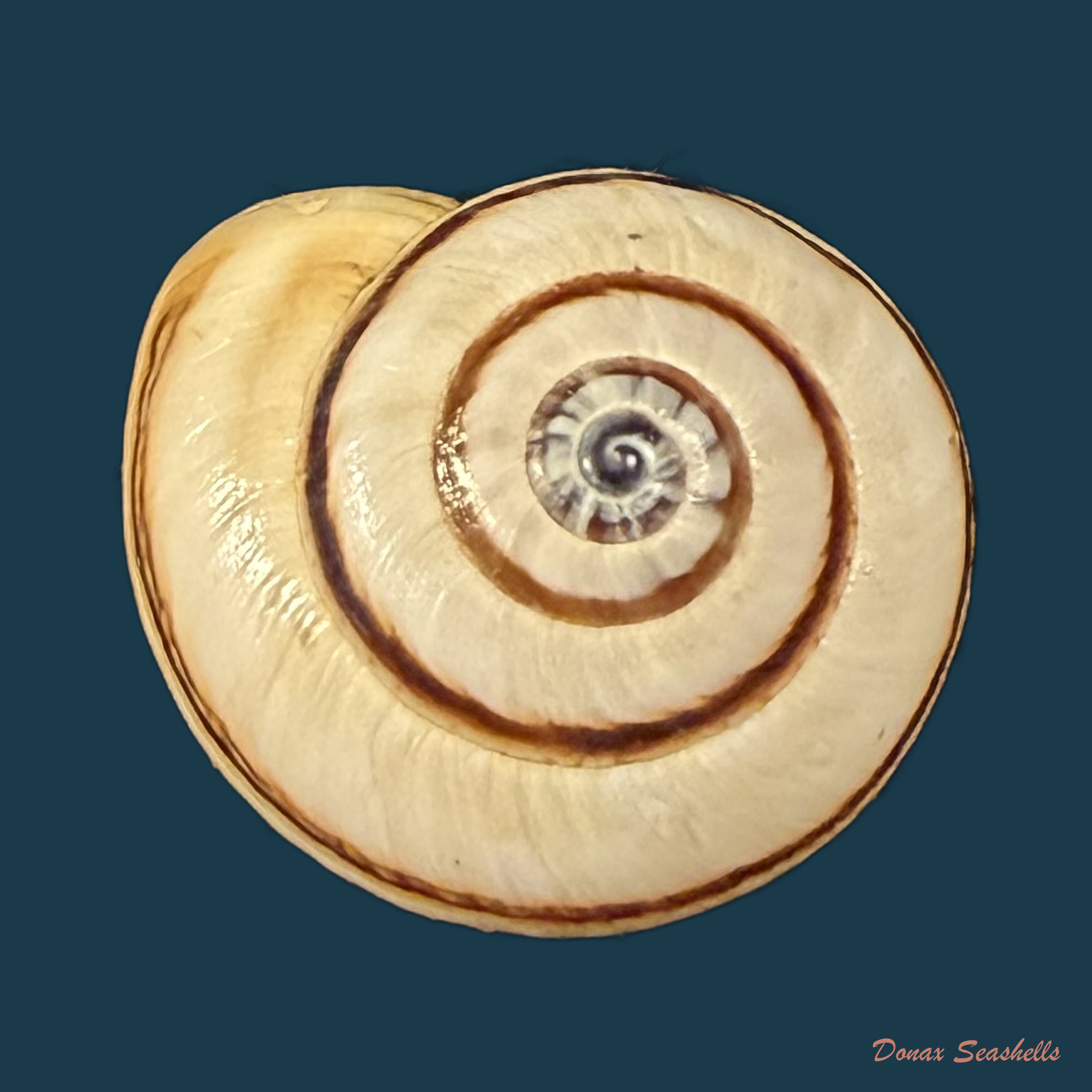 Portugala inchoata (Morelet, 1845) - 14,5mm