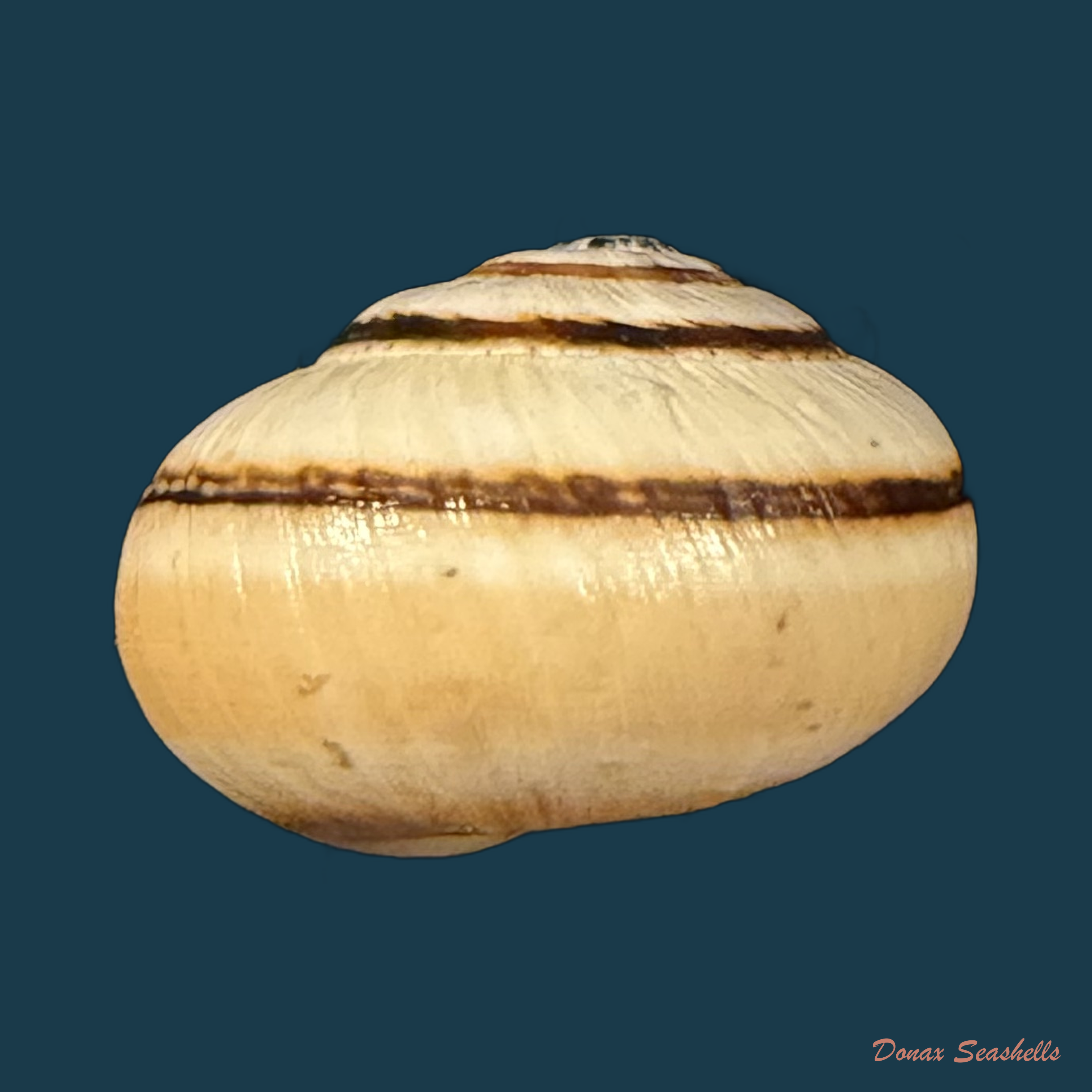 Portugala inchoata (Morelet, 1845) - 14,5mm