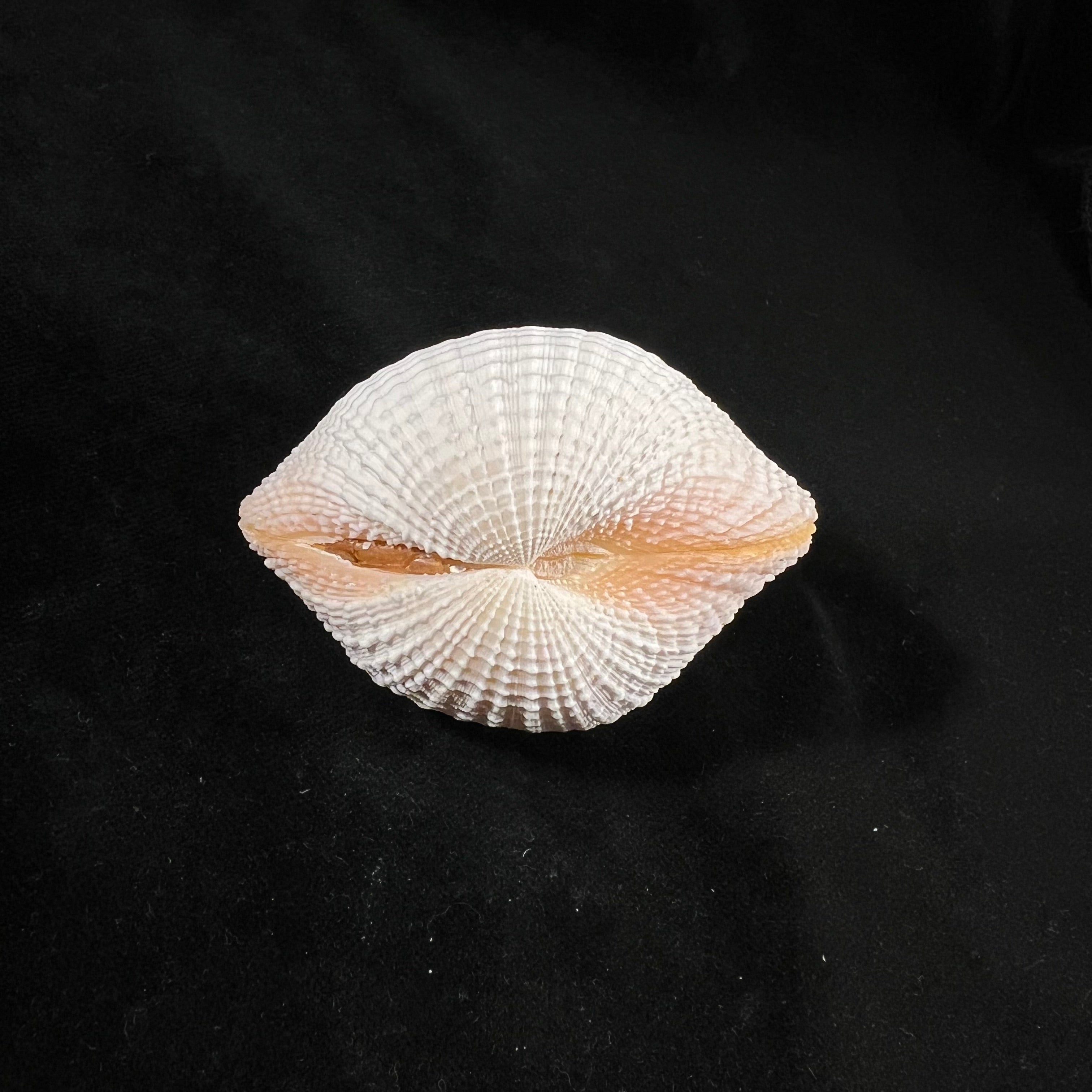 Fimbria fimbriata (Linnaeus, 1758) - 65,1mm