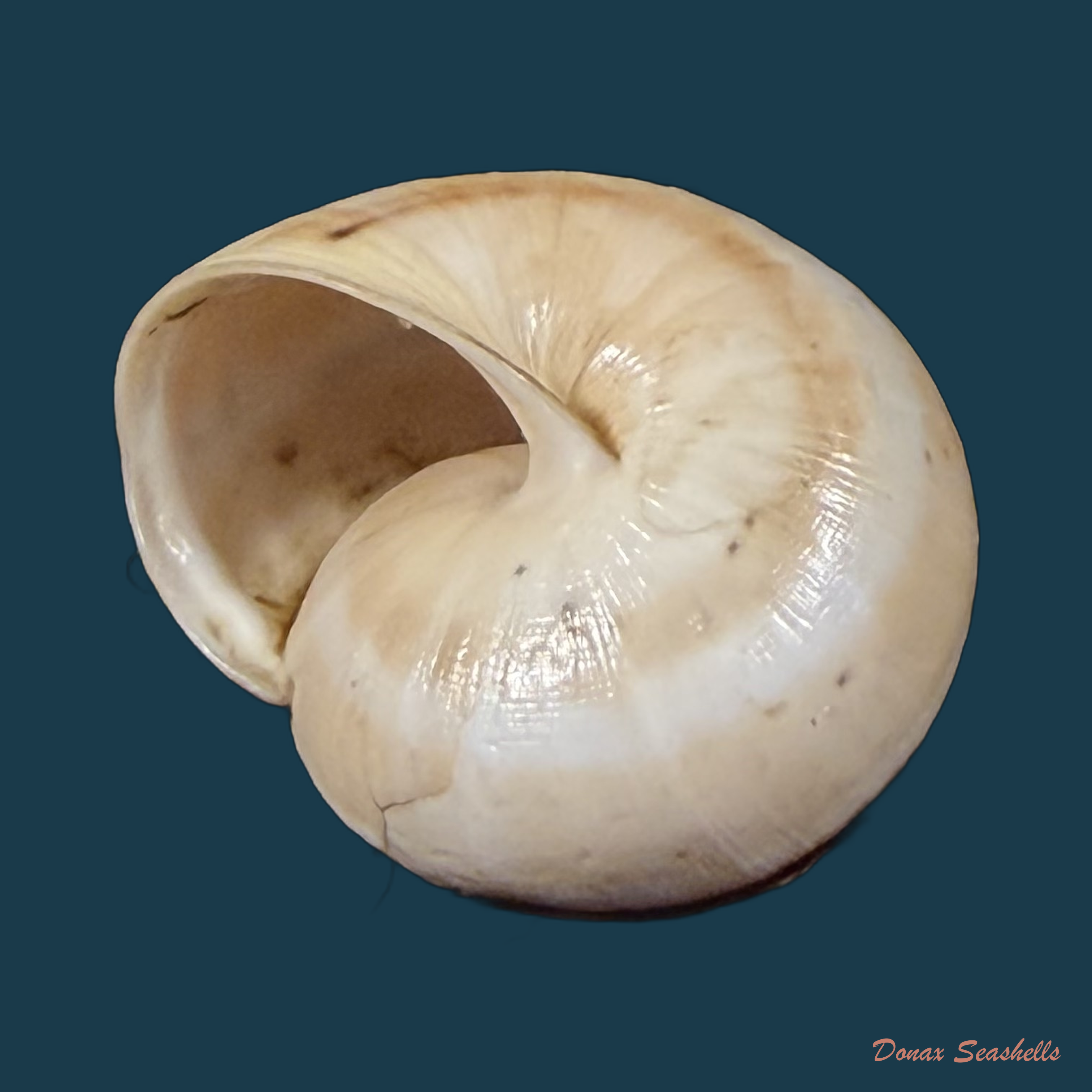 Portugala inchoata (Morelet, 1845) - 14,5mm