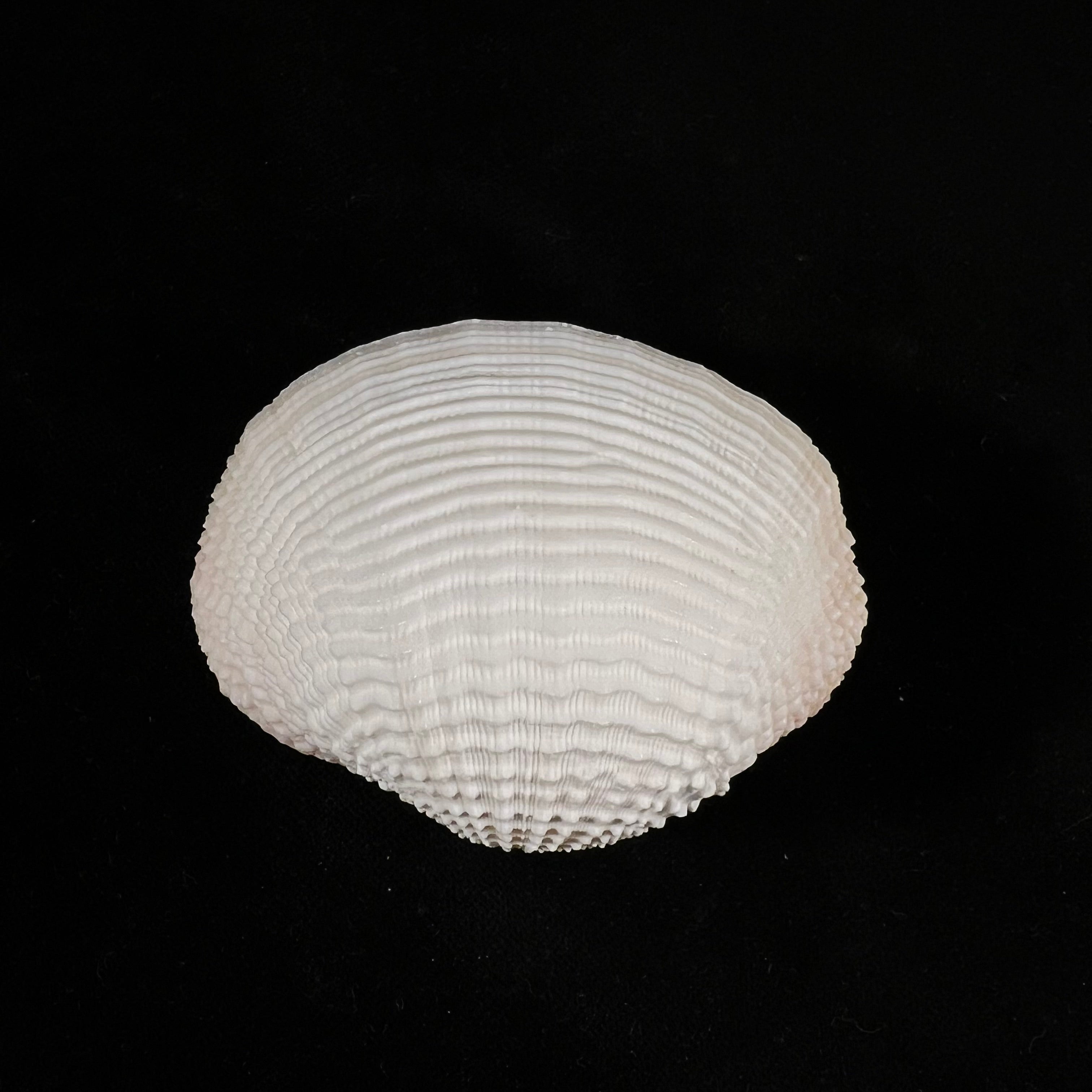 Fimbria fimbriata (Linnaeus, 1758) - 65,1mm