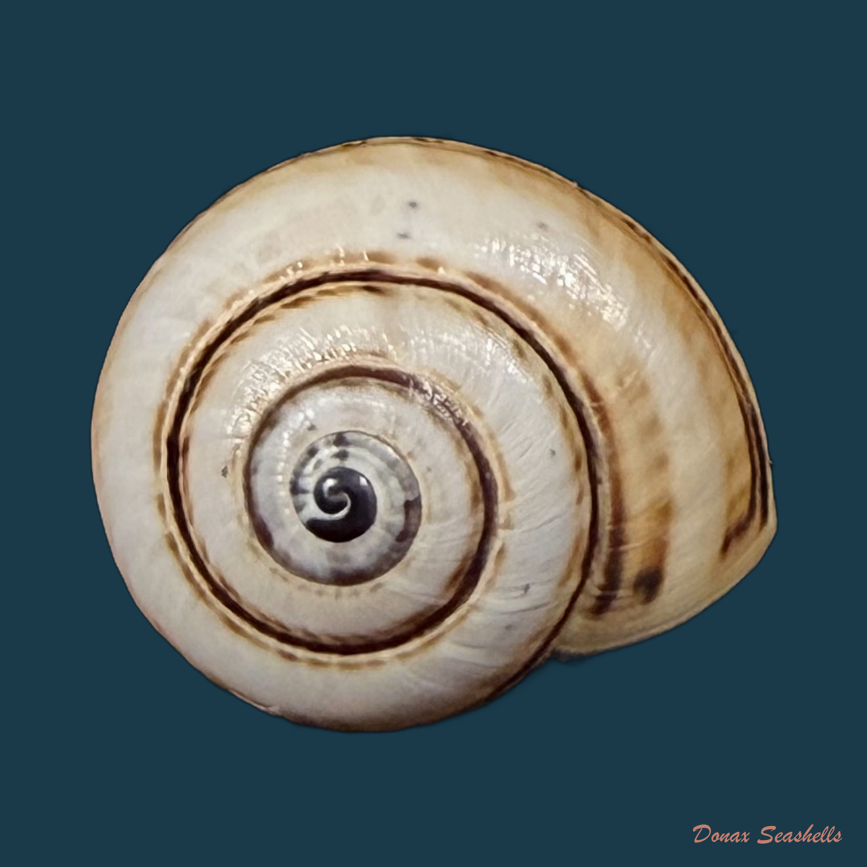 Portugala inchoata (Morelet, 1845) - 15,1mm