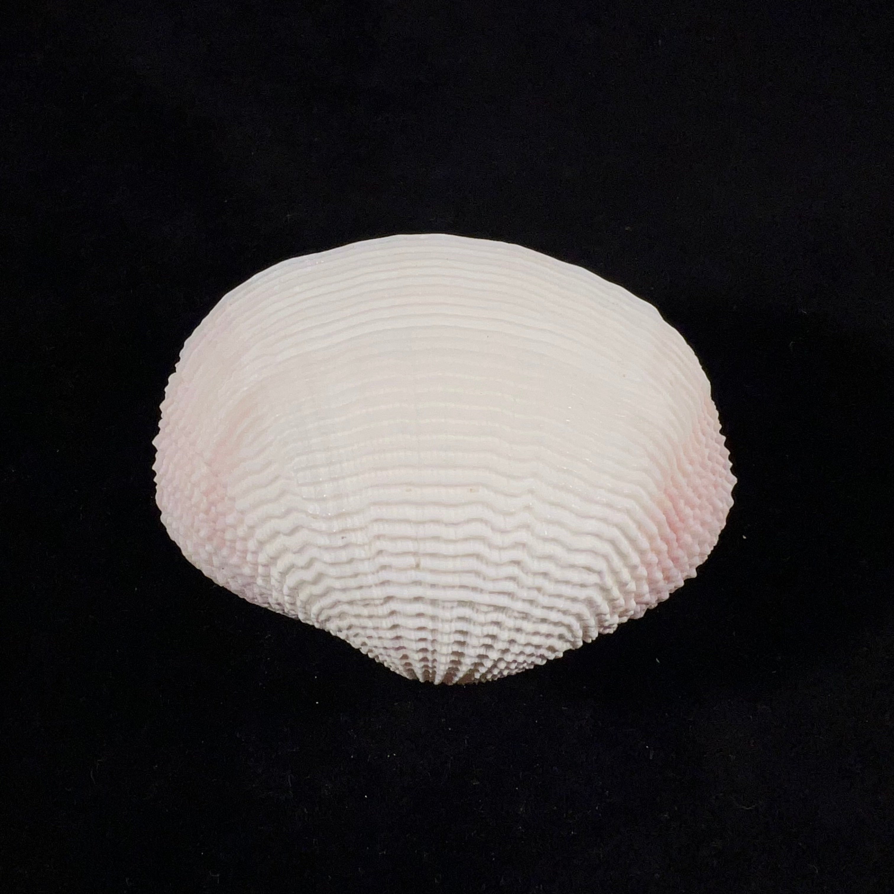 Fimbria fimbriata (Linnaeus, 1758) - 71,8mm