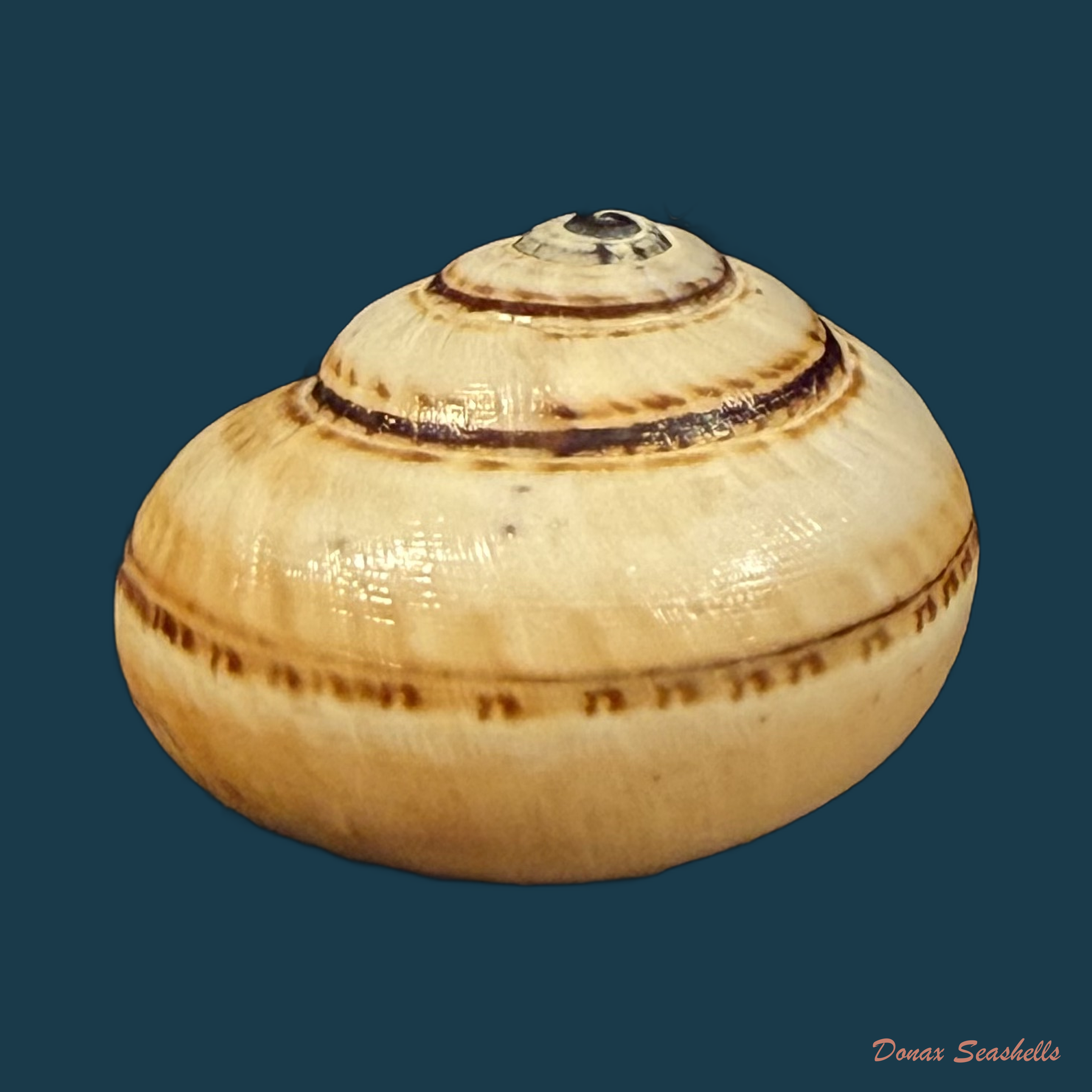 Portugala inchoata (Morelet, 1845) - 15,1mm