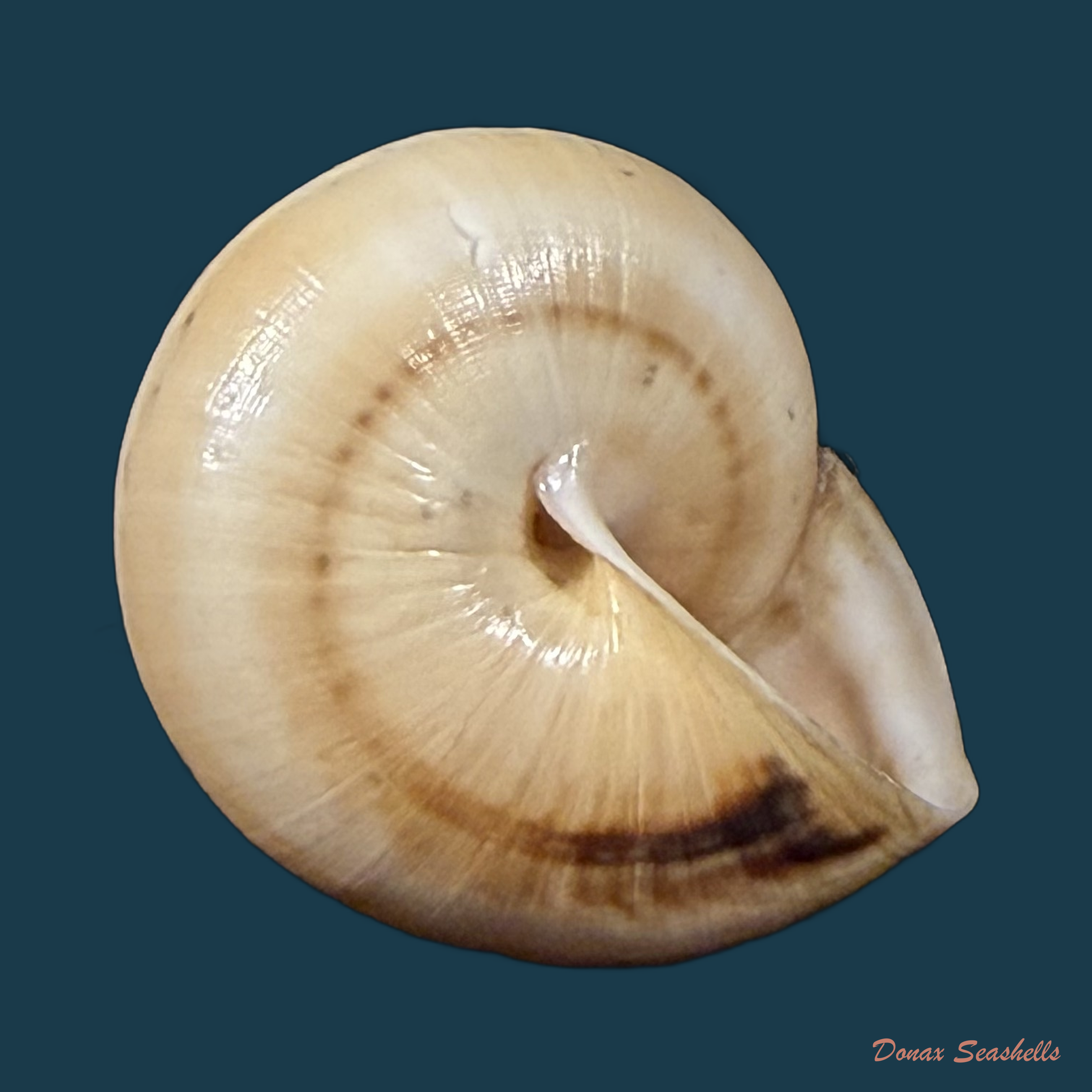 Portugala inchoata (Morelet, 1845) - 15,1mm