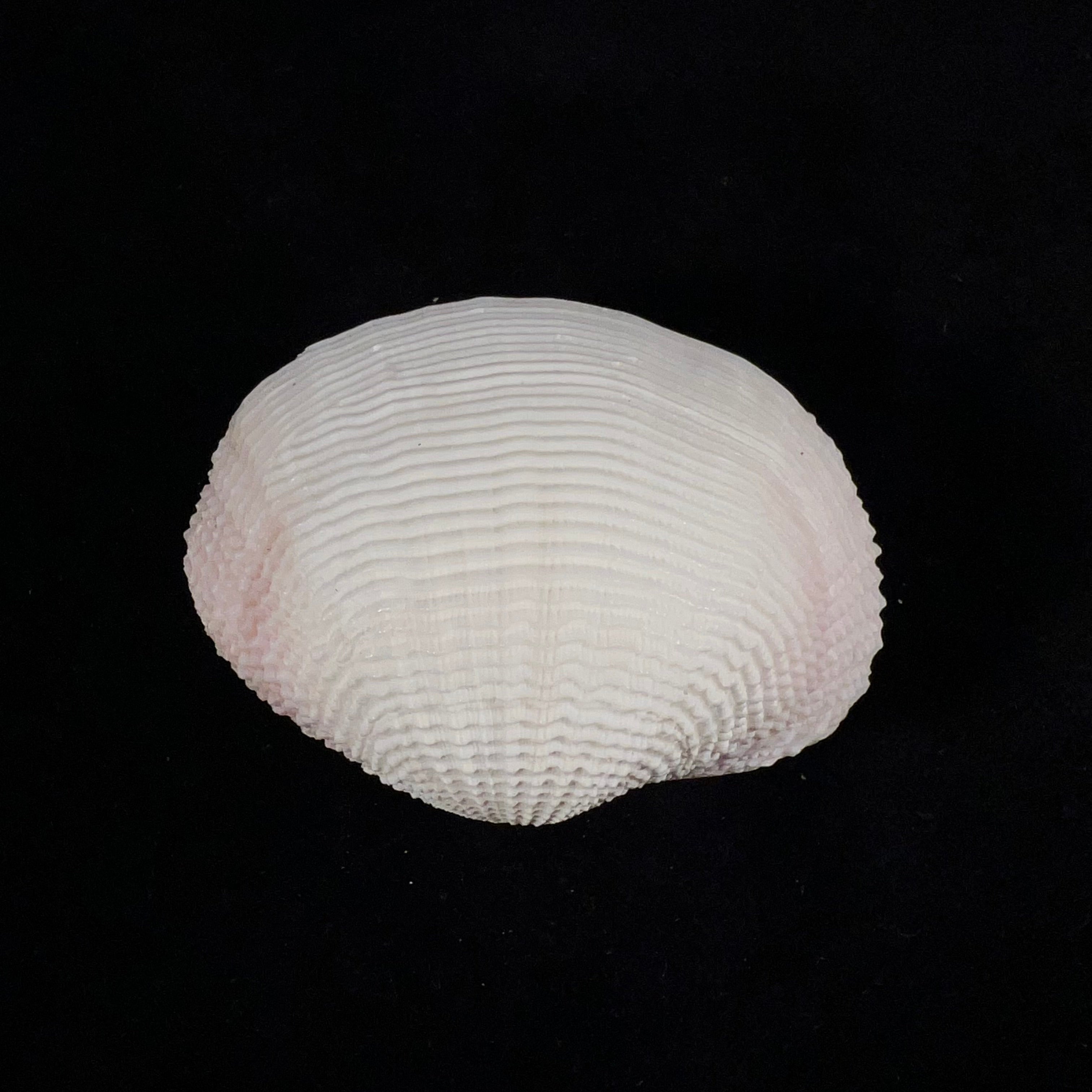 Fimbria fimbriata (Linnaeus, 1758) - 71,8mm