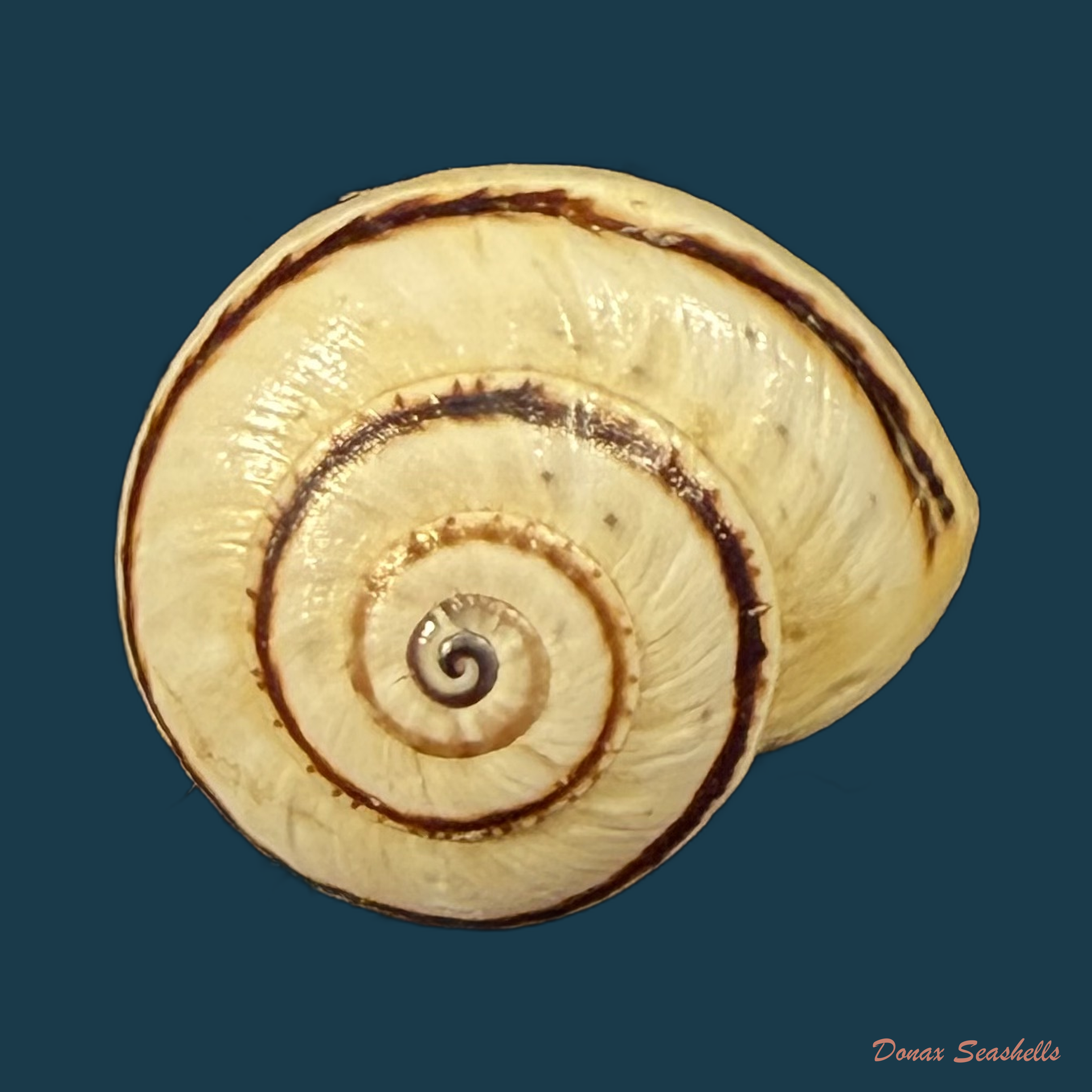 Portugala inchoata (Morelet, 1845) - 14,8mm