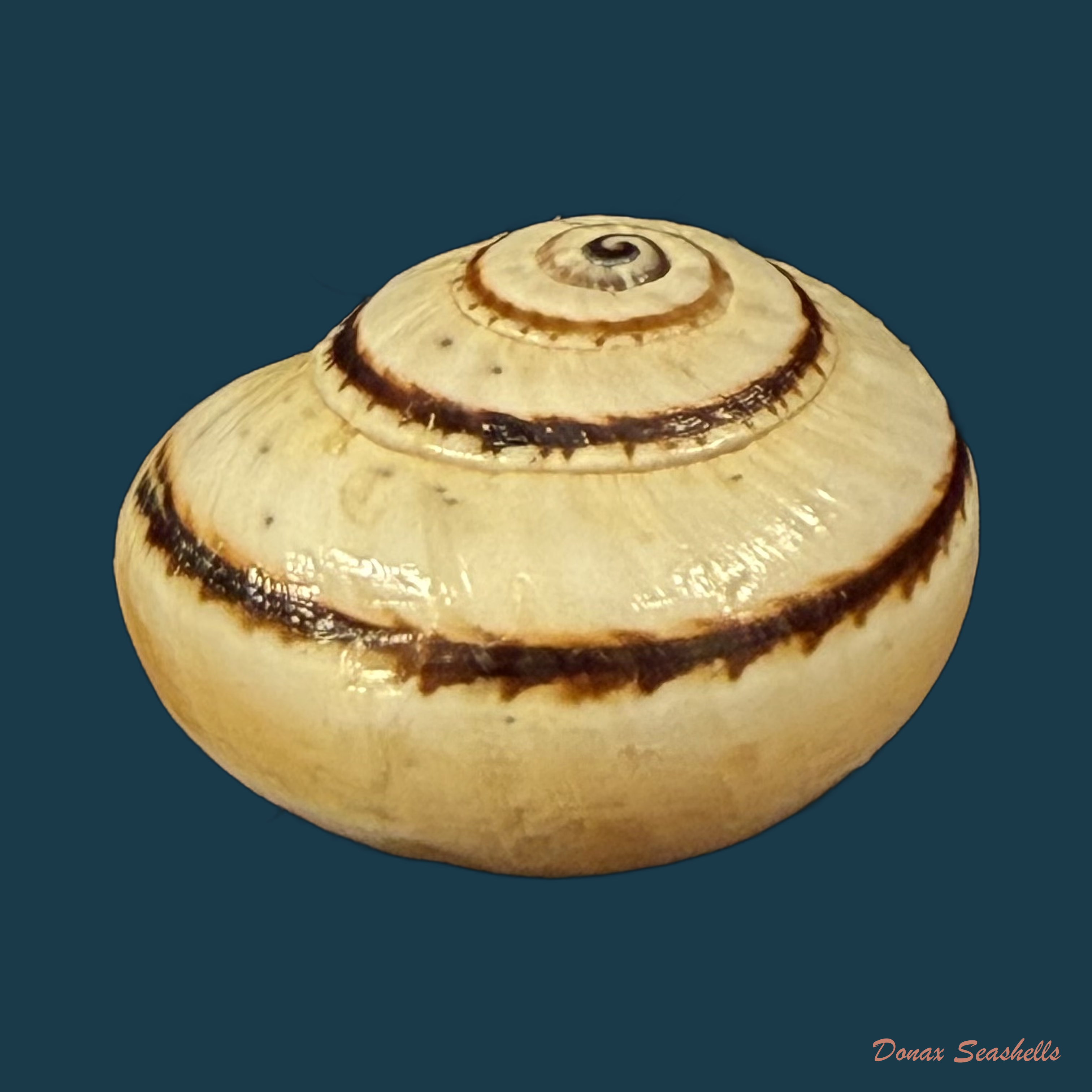 Portugala inchoata (Morelet, 1845) - 14,8mm