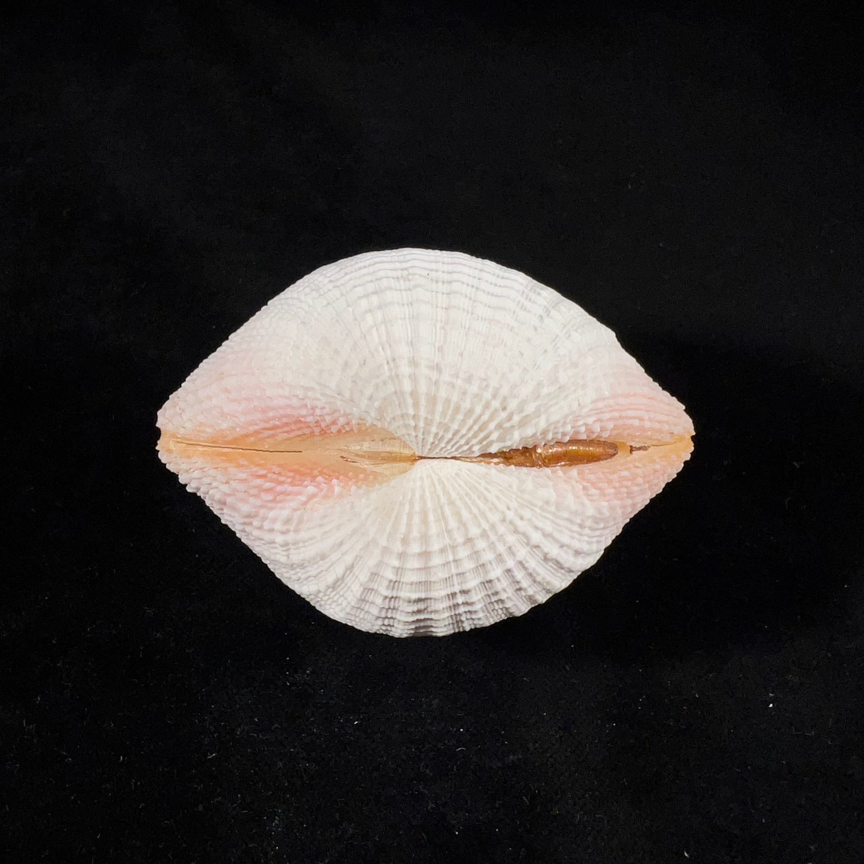 Fimbria fimbriata (Linnaeus, 1758) - 69,2mm