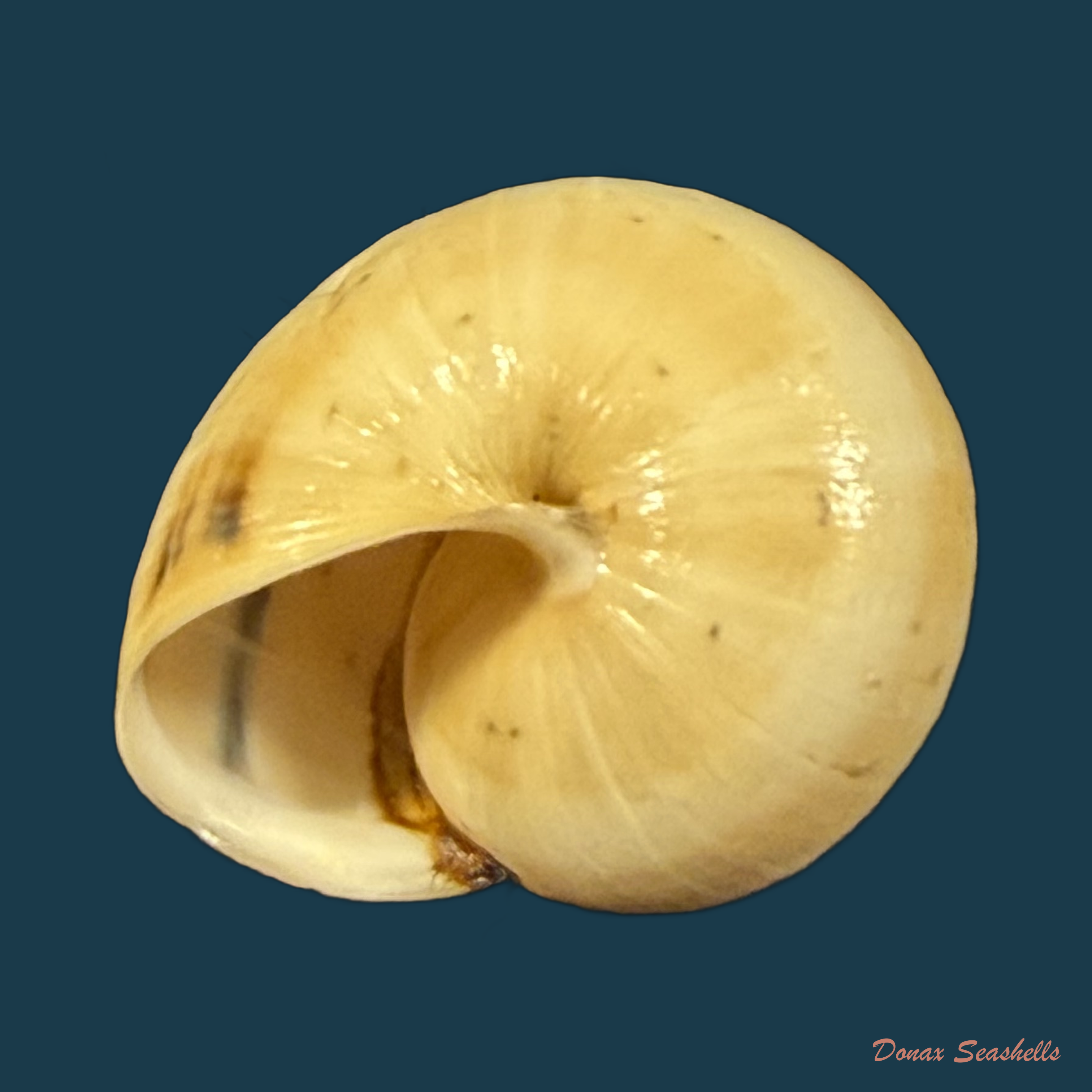 Portugala inchoata (Morelet, 1845) - 14,8mm