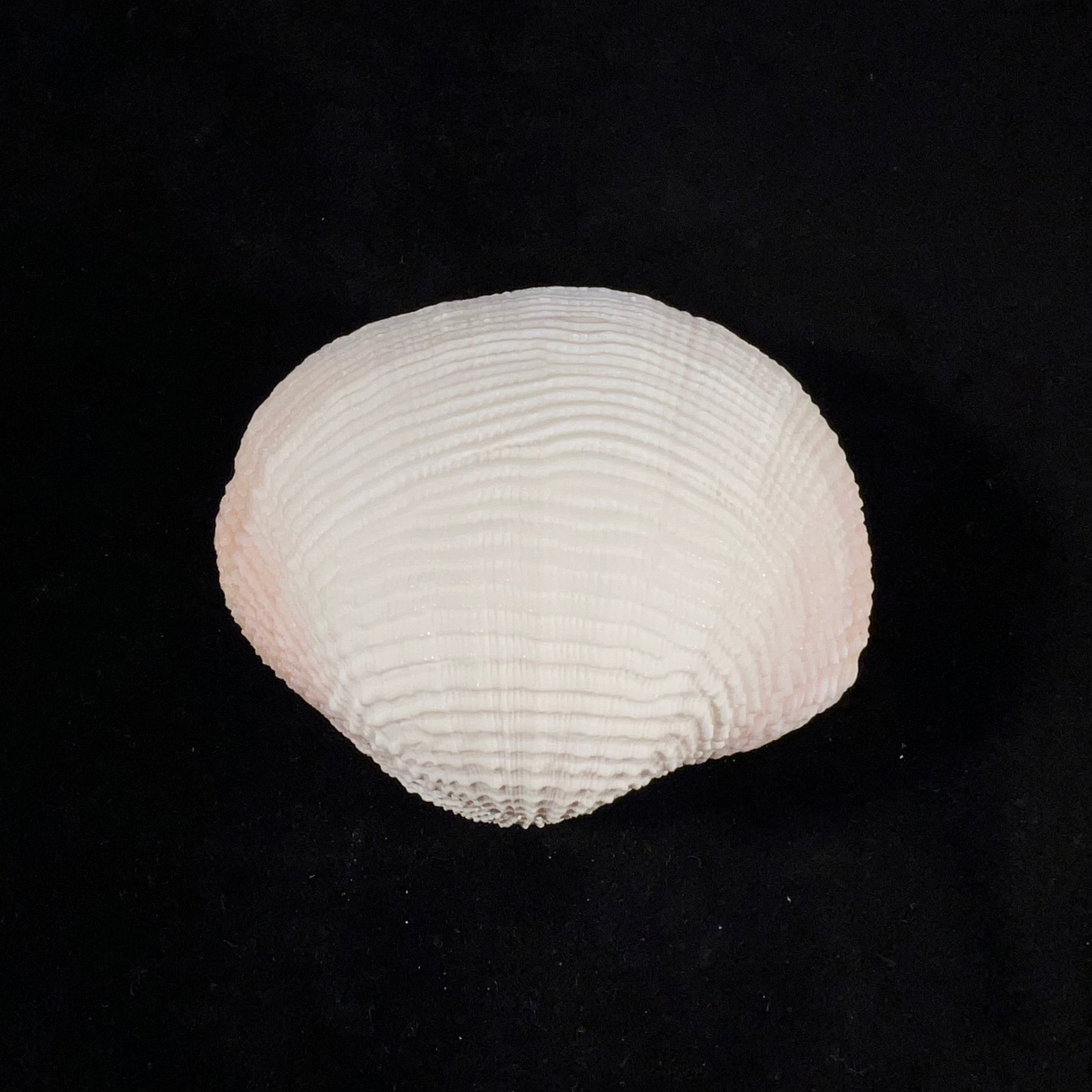 Fimbria fimbriata (Linnaeus, 1758) - 69,2mm