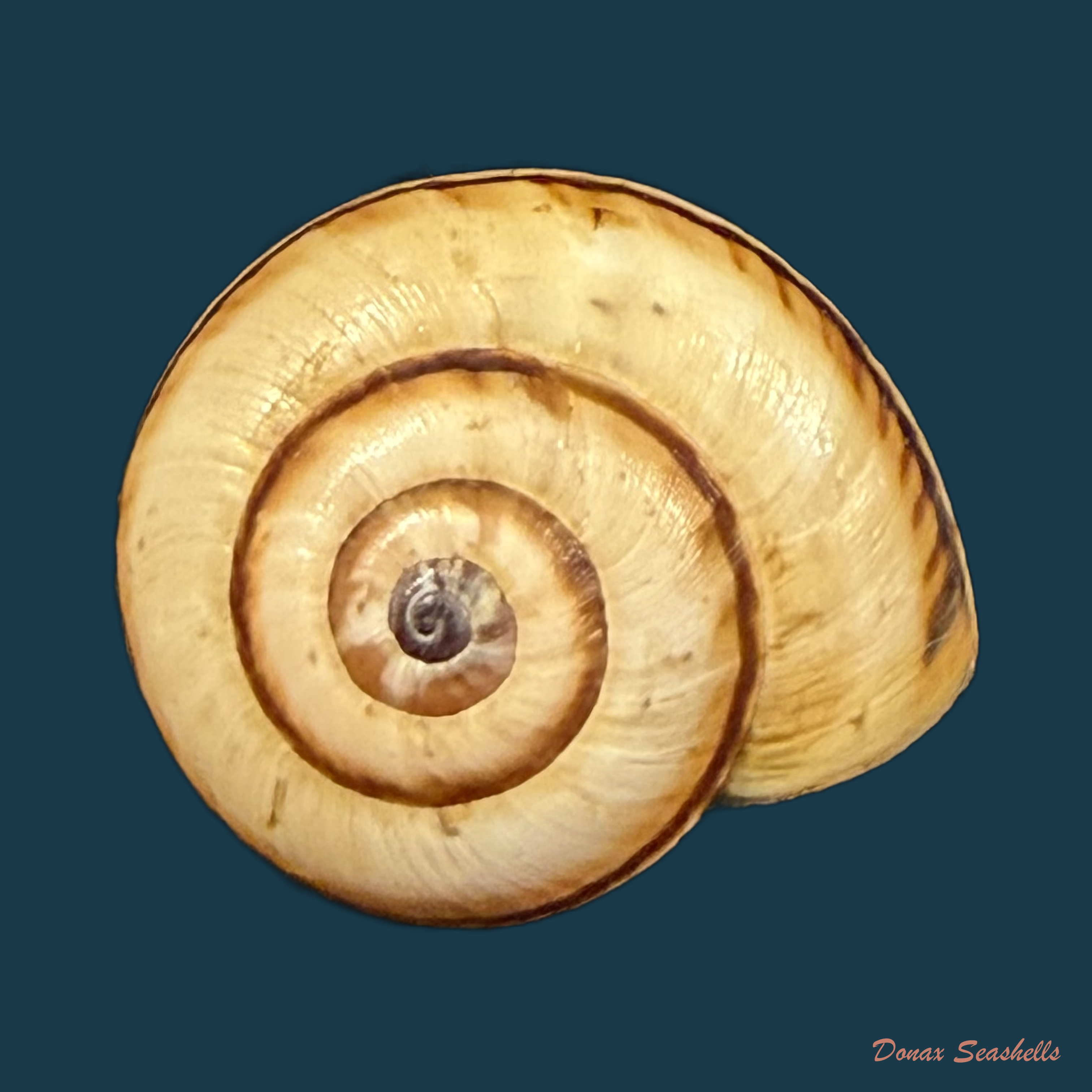 Portugala inchoata (Morelet, 1845) - 15,7mm