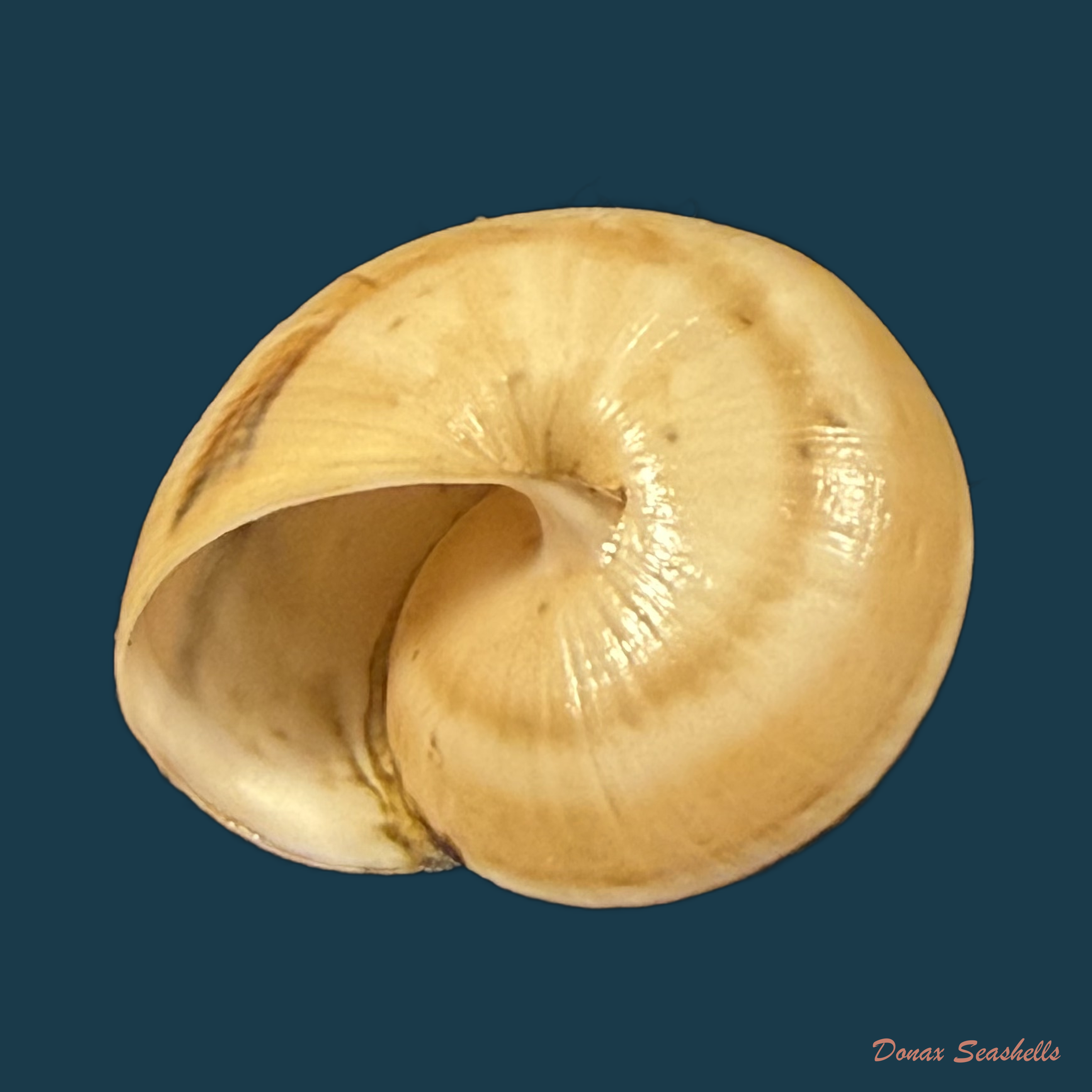 Portugala inchoata (Morelet, 1845) - 15,7mm