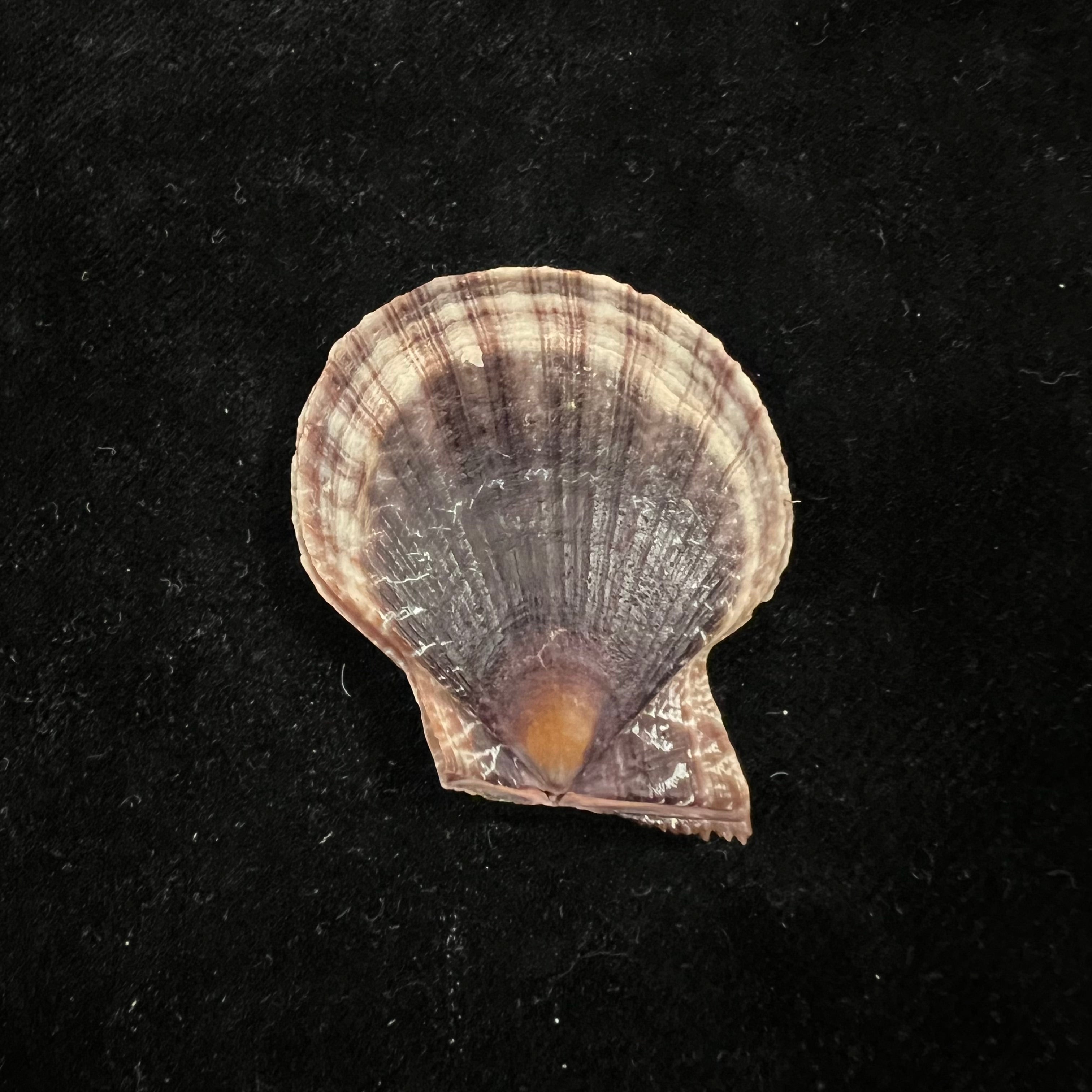 Laevichlamys squamosa (Gmelin, 1791) - 39,2mm