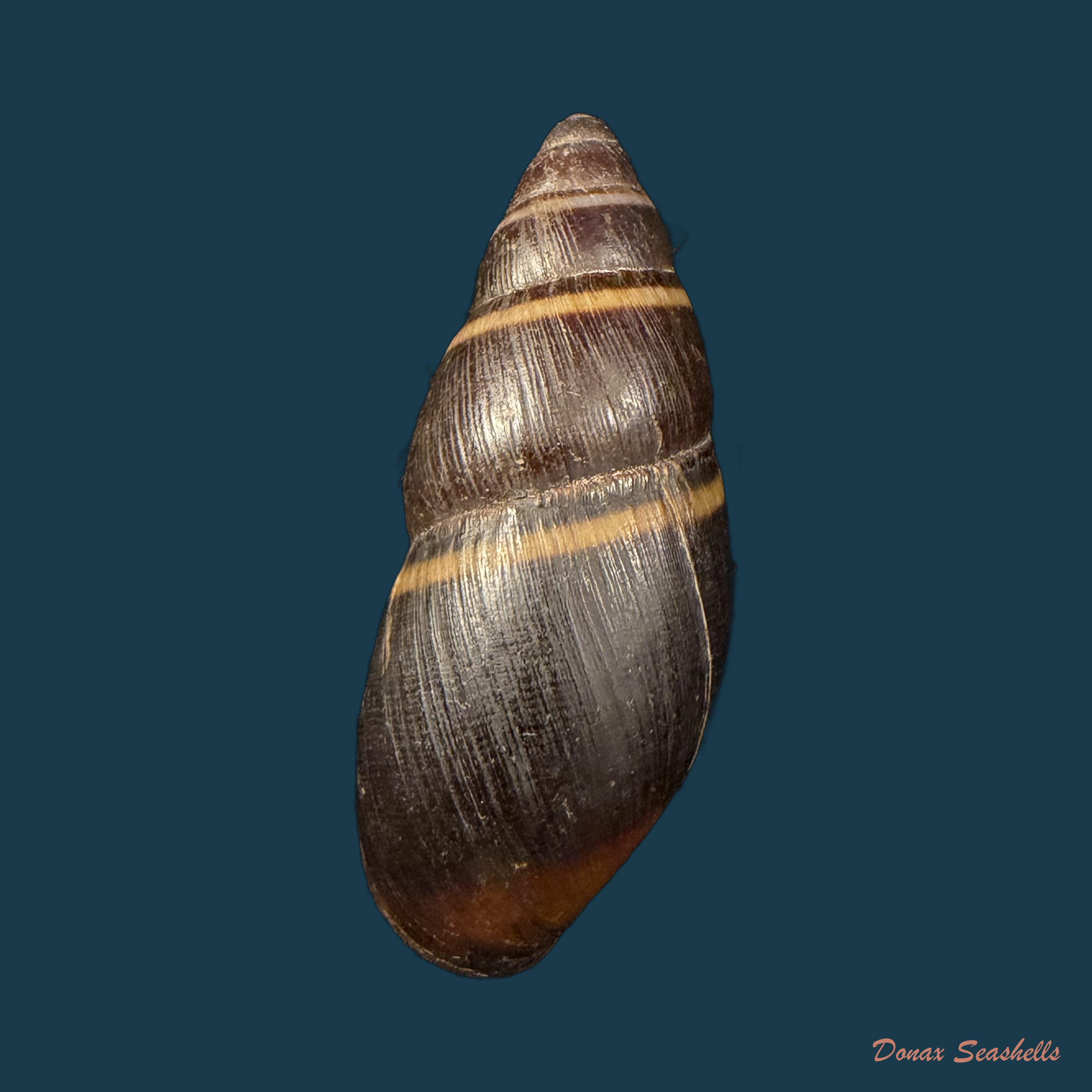 Scholvienia huancabambensis (Strebel, 1910) - 50,8mm