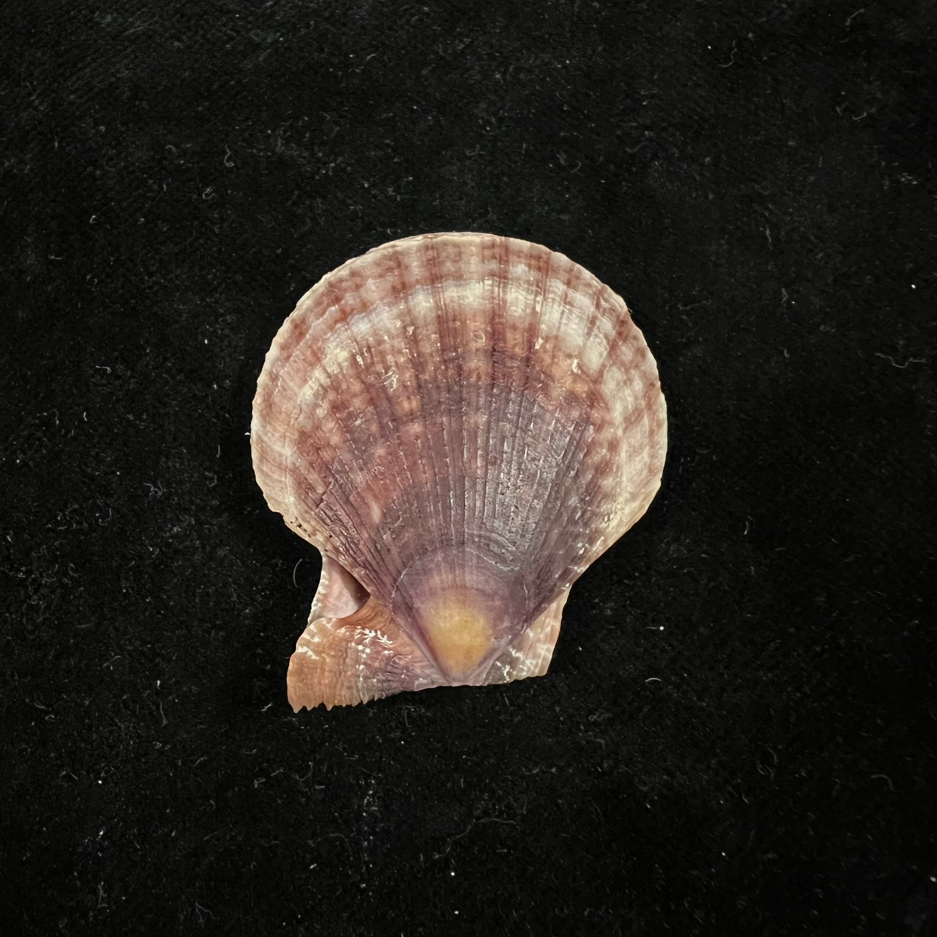 Laevichlamys squamosa (Gmelin, 1791) - 39,2mm