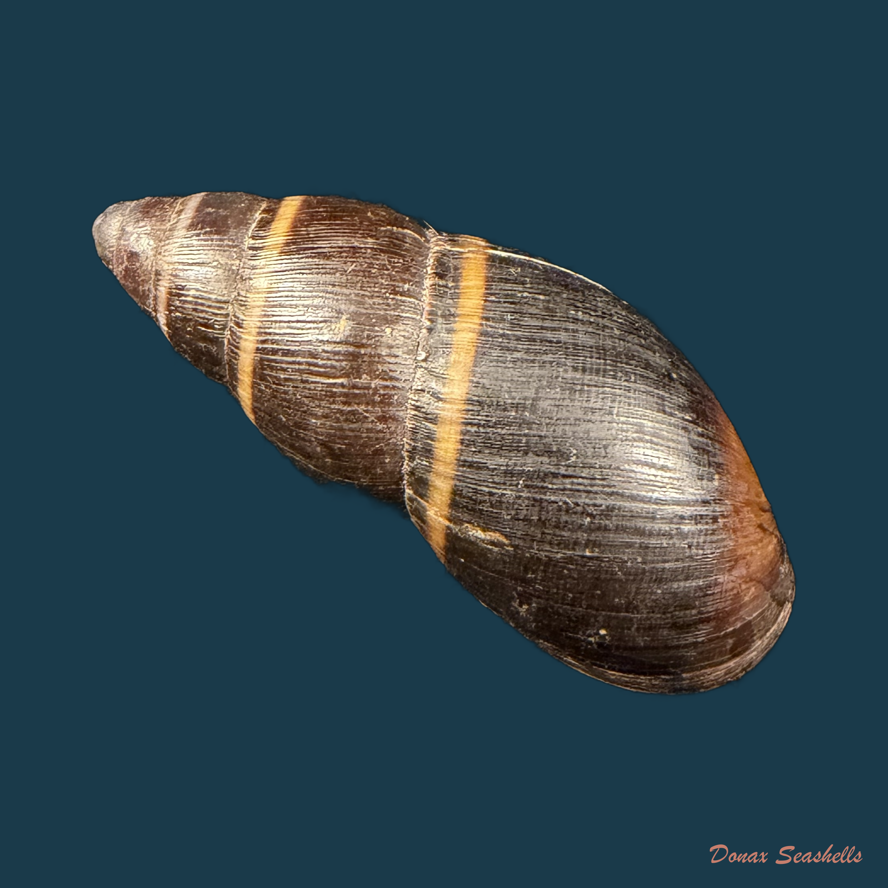 Scholvienia huancabambensis (Strebel, 1910) - 50,8mm