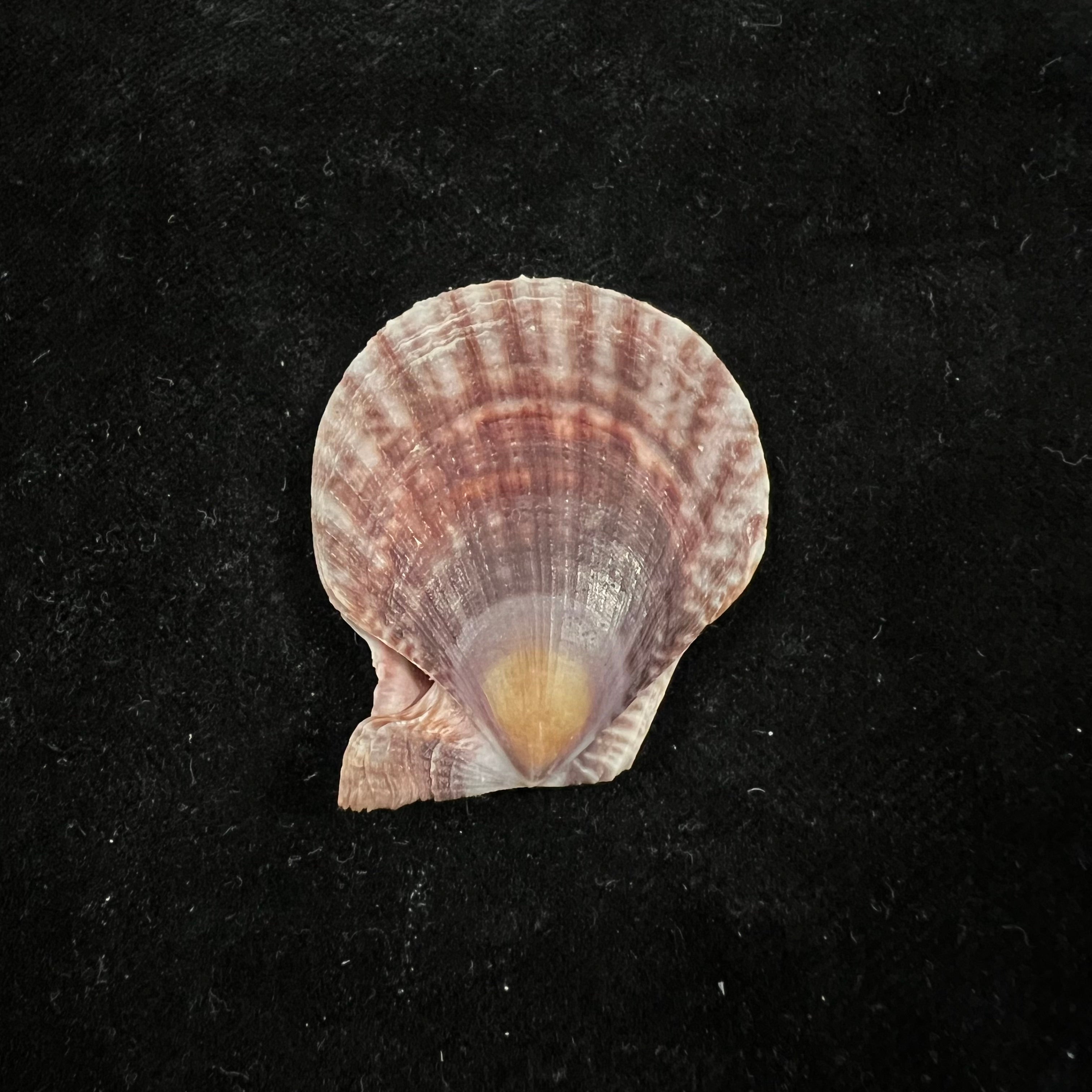 Laevichlamys squamosa (Gmelin, 1791) - 39,7mm