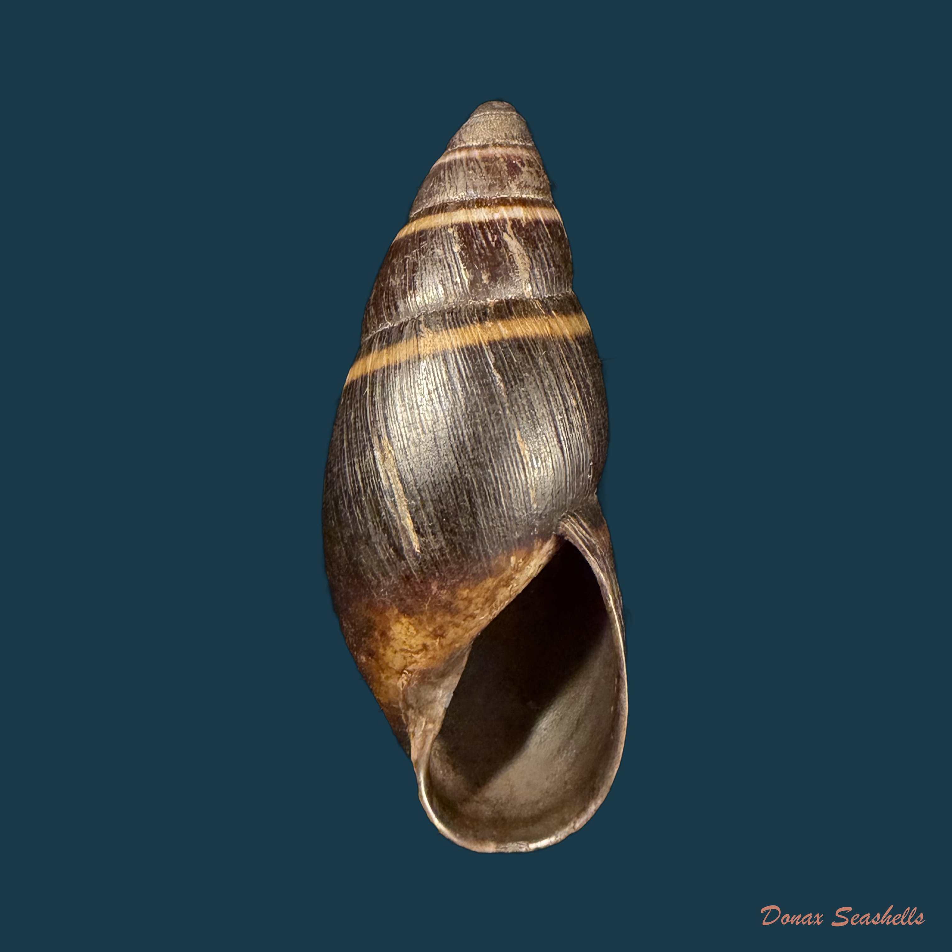 Scholvienia huancabambensis (Strebel, 1910) - 50,8mm