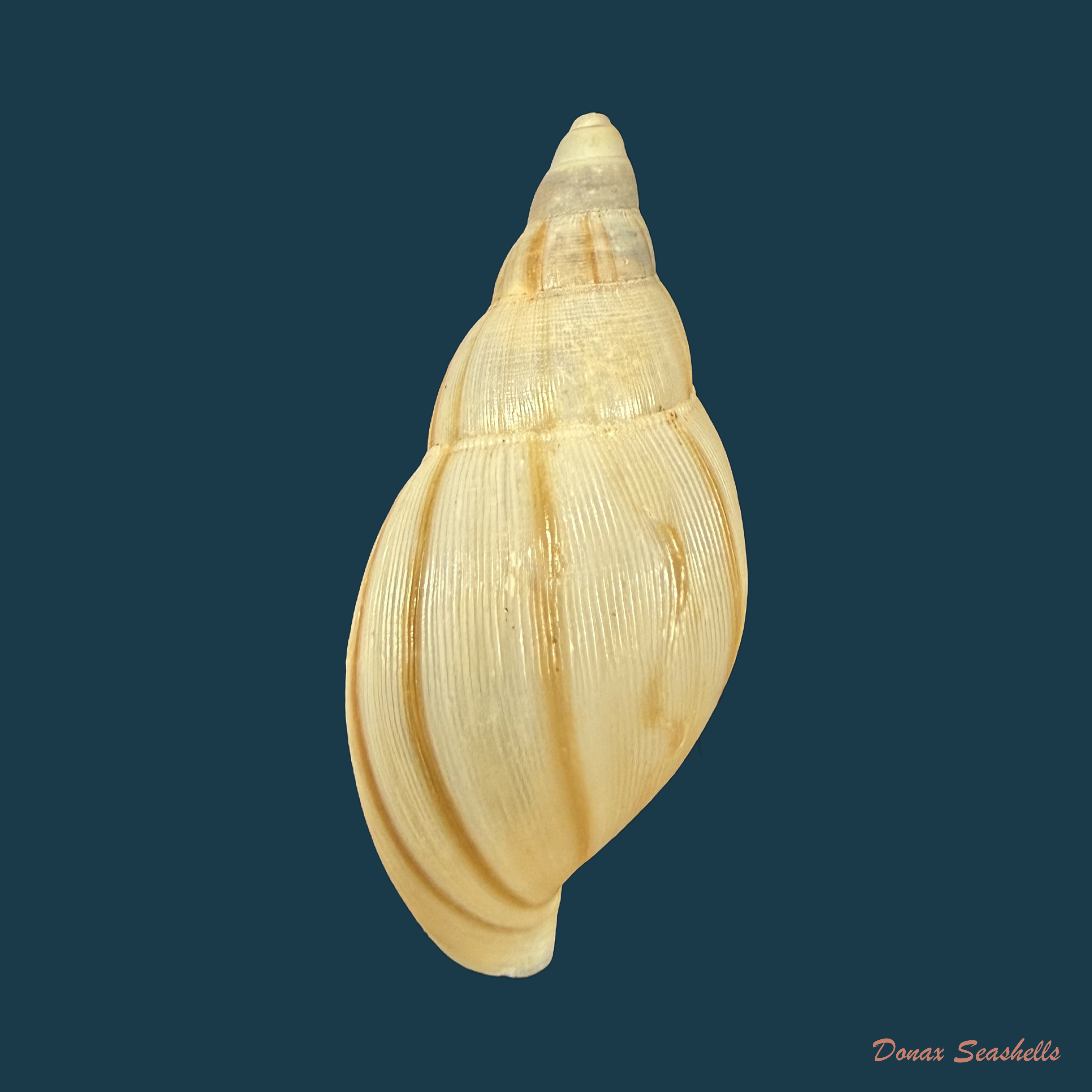 Euglandina surinamensis Vernhout, 1914 - 35,9mm