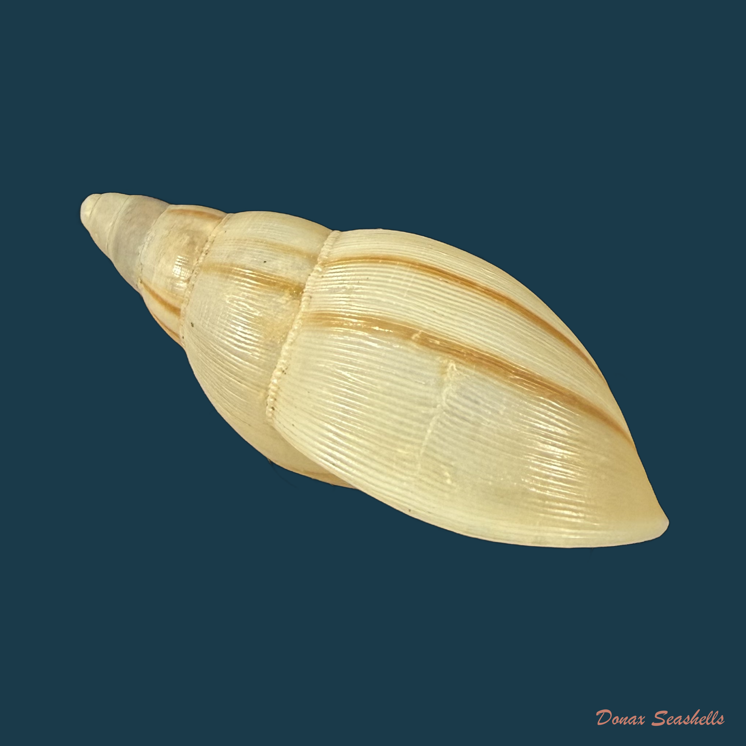 Euglandina surinamensis Vernhout, 1914 - 35,9mm