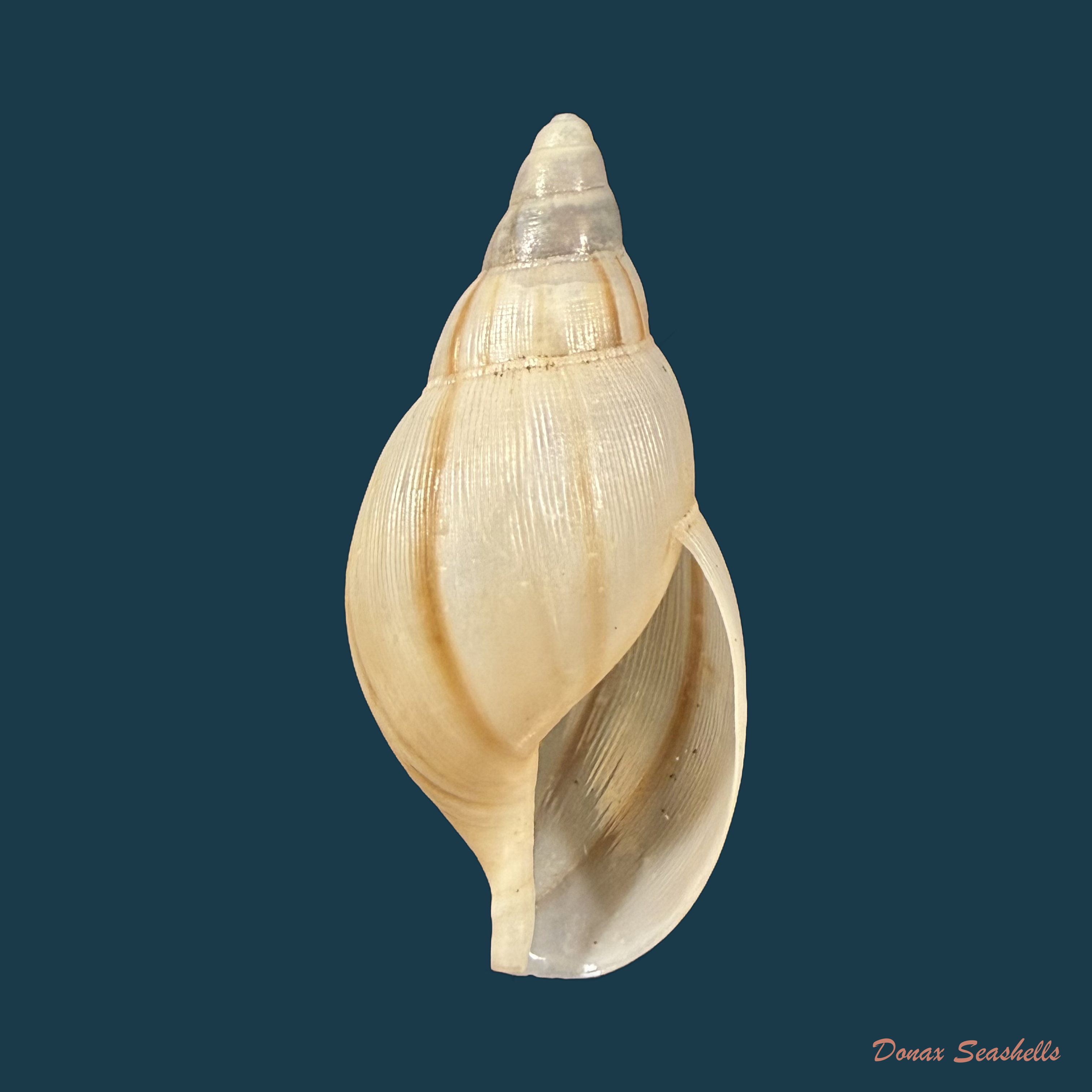 Euglandina surinamensis Vernhout, 1914 - 35,9mm