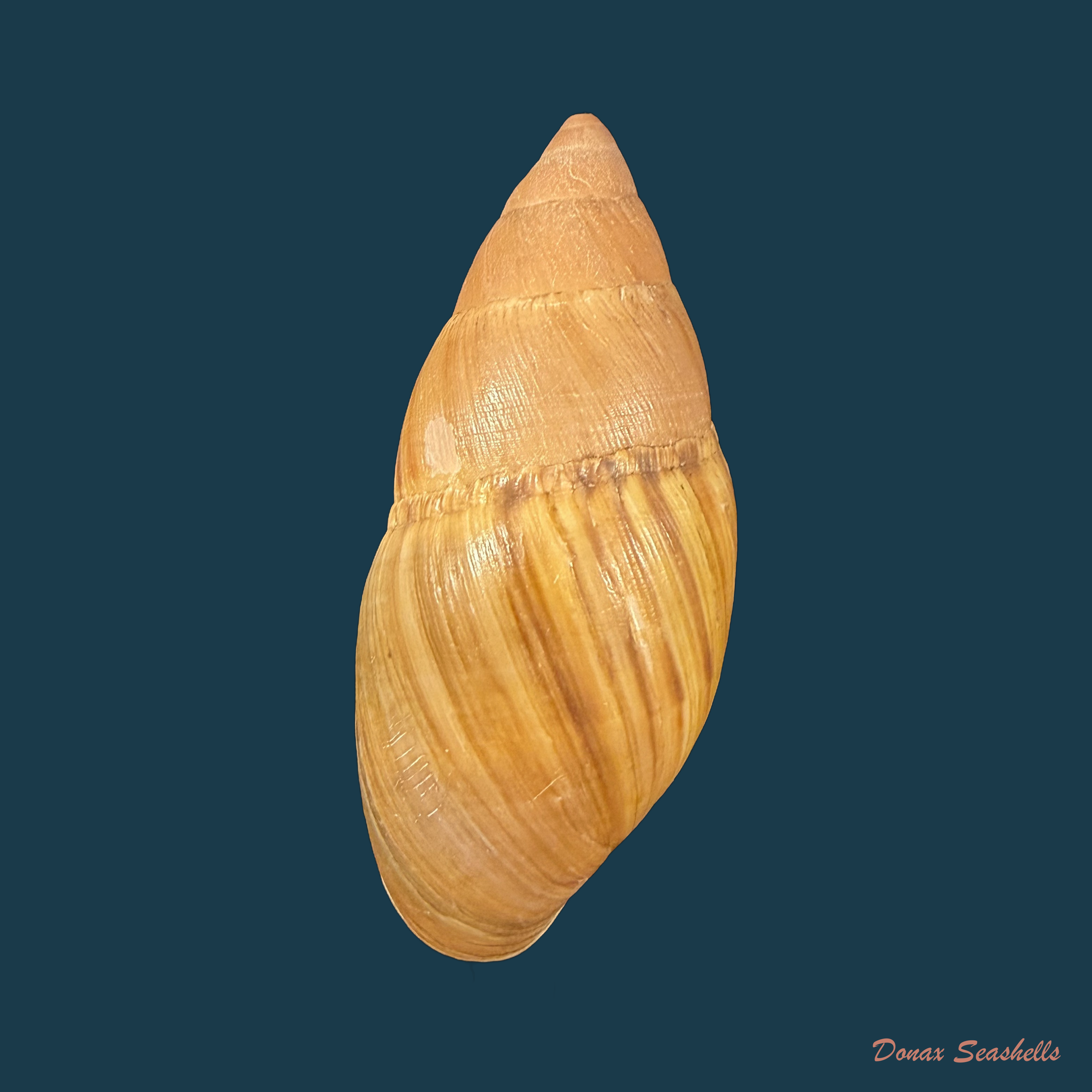 Thaumastus largillierti (R. A. Philippi, 1845) - 61mm