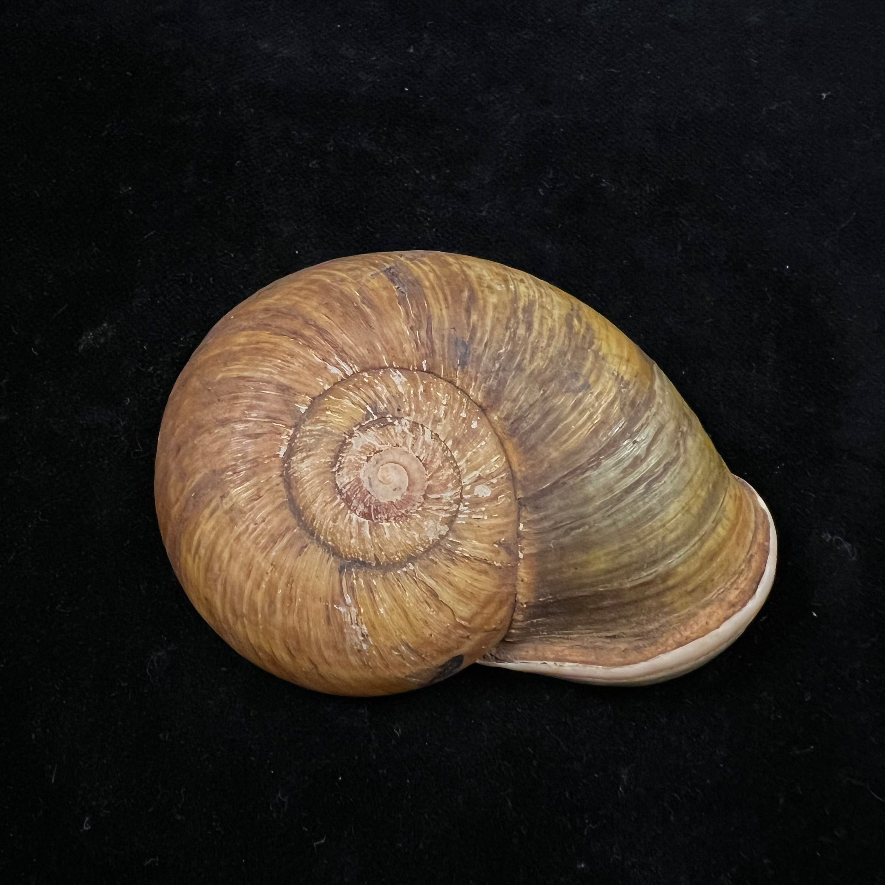 Pedinogyra hayii（JE 灰色，1833） - 72 毫米