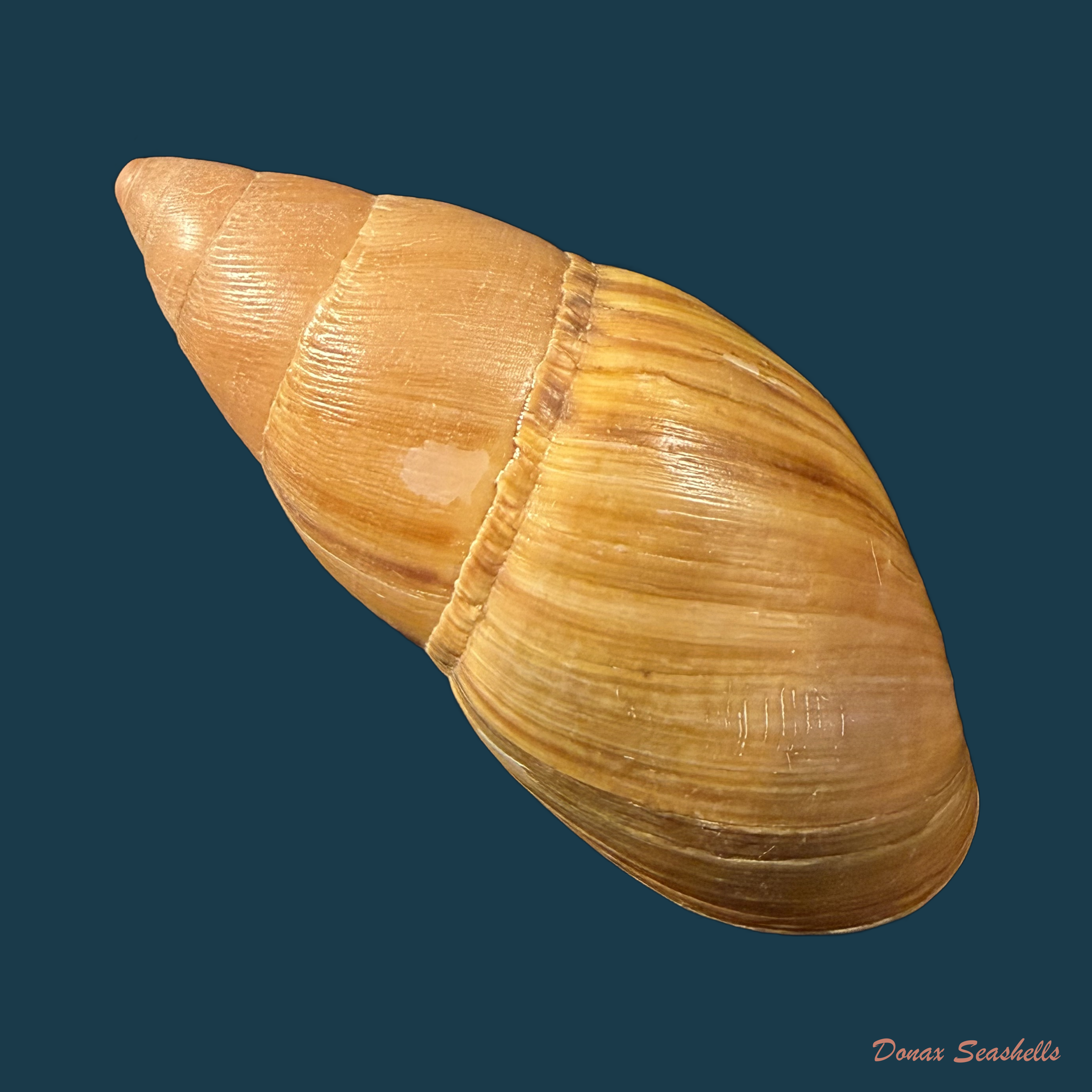 Thaumastus largillierti (R. A. Philippi, 1845) - 61mm
